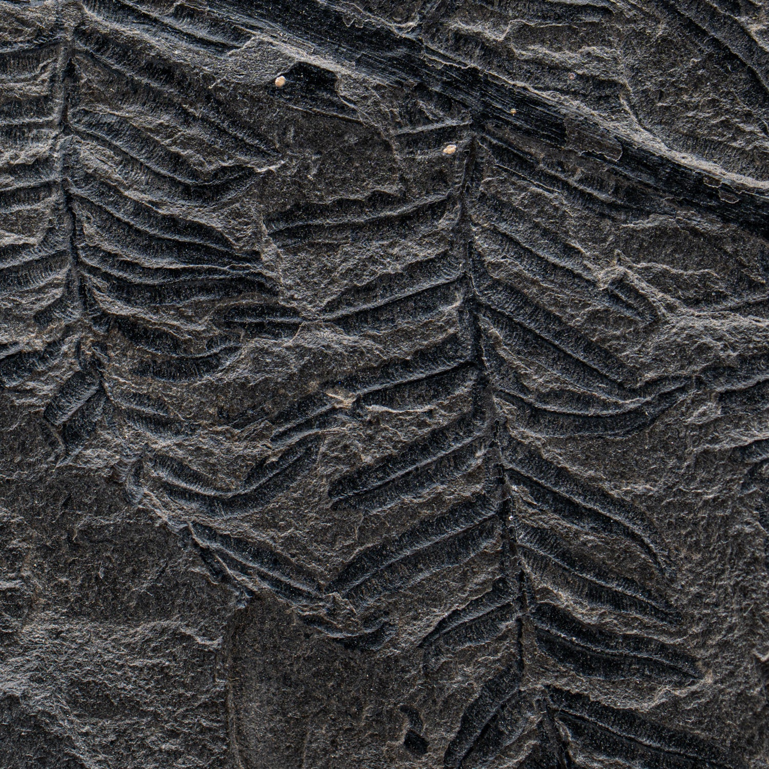 Carboniferous Fossil Plant - 11.52" Mariopteris - Image 4