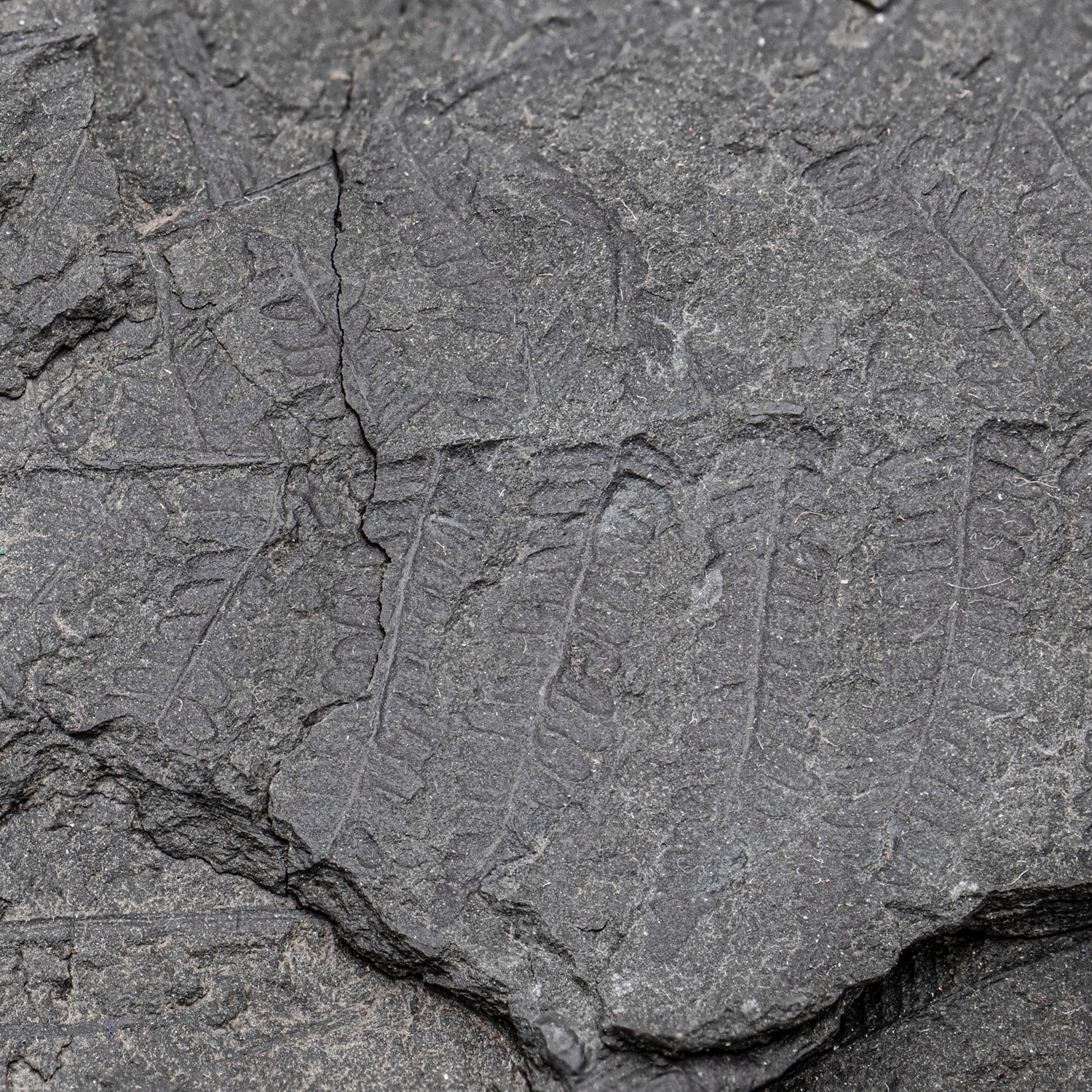 Carboniferous Fossil Plant - 10.79" Senftenbergia + Cyklopteris - Image 10