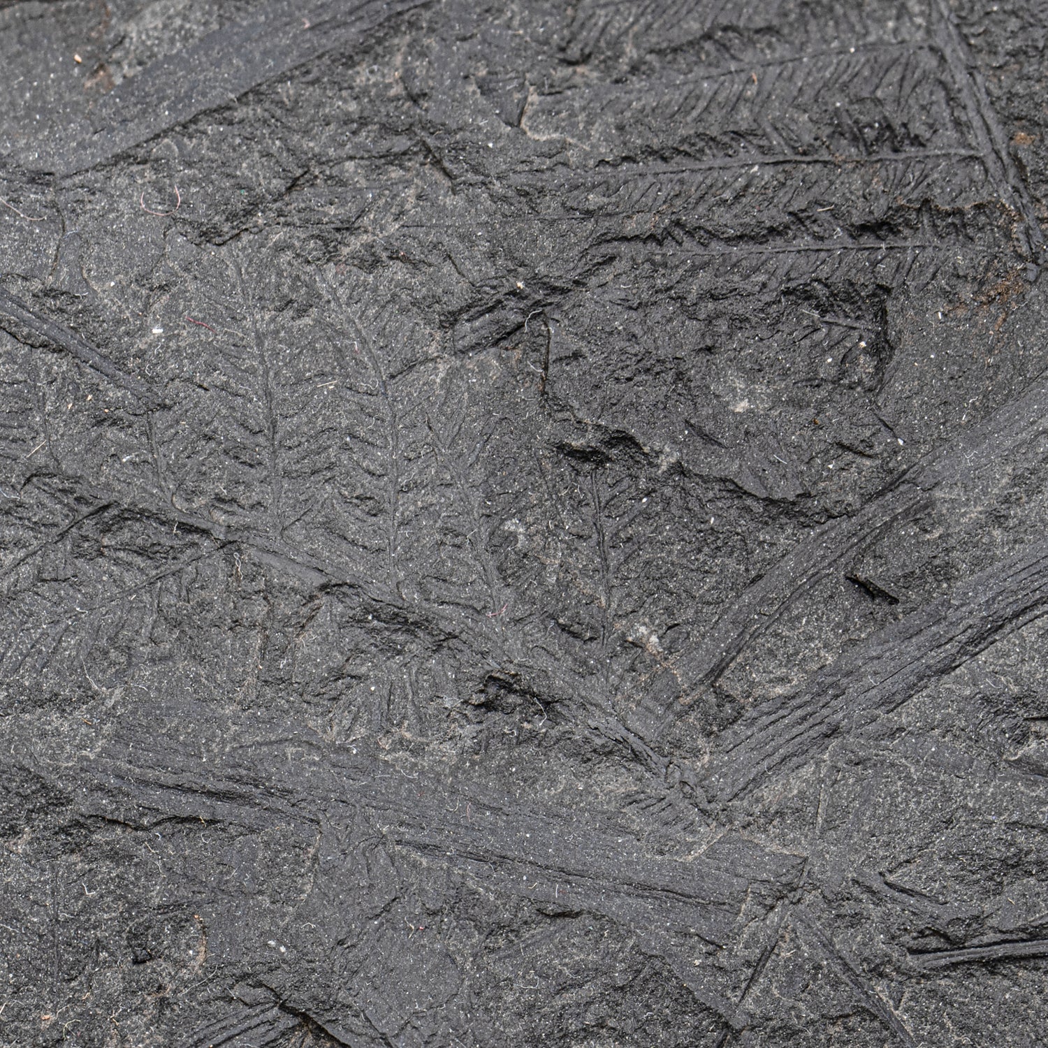 Carboniferous Fossil Plant - 10.79" Senftenbergia + Cyklopteris - Image 11