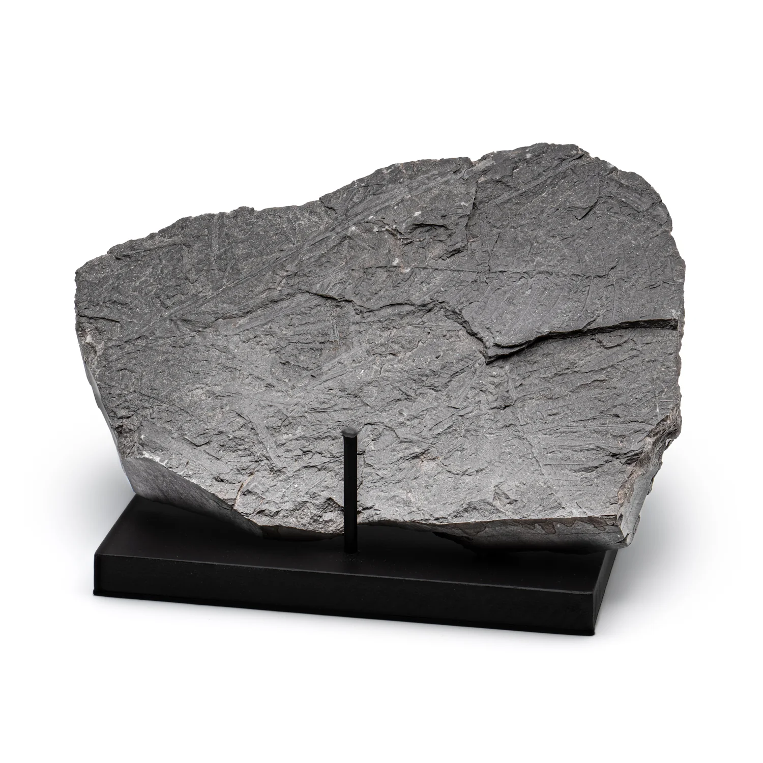 Carboniferous Fossil Plant - 10.79" Senftenbergia + Cyklopteris - Image 12