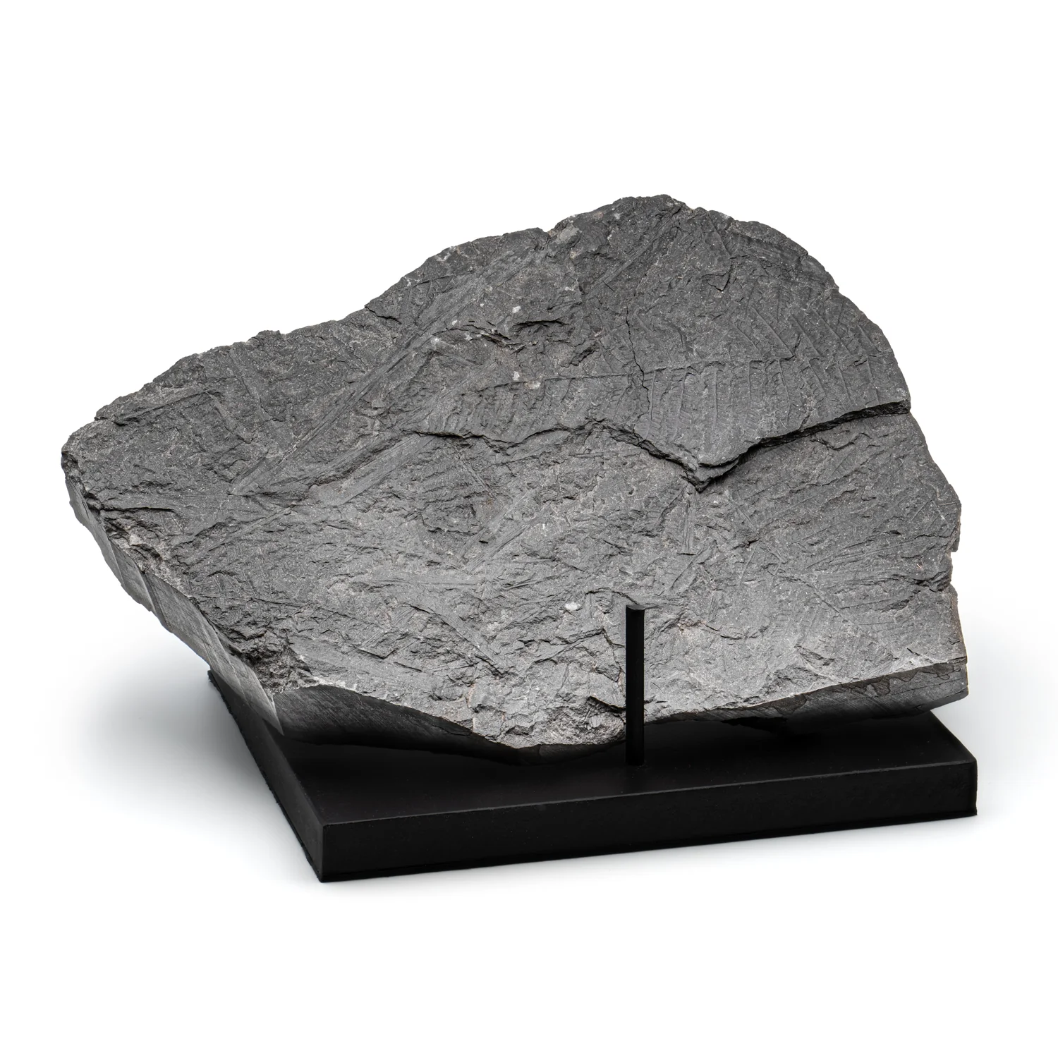Carboniferous Fossil Plant - 10.79" Senftenbergia + Cyklopteris - Image 2