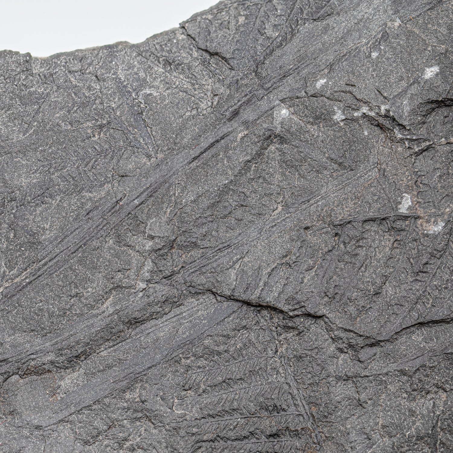 Carboniferous Fossil Plant - 10.79" Senftenbergia + Cyklopteris - Image 3