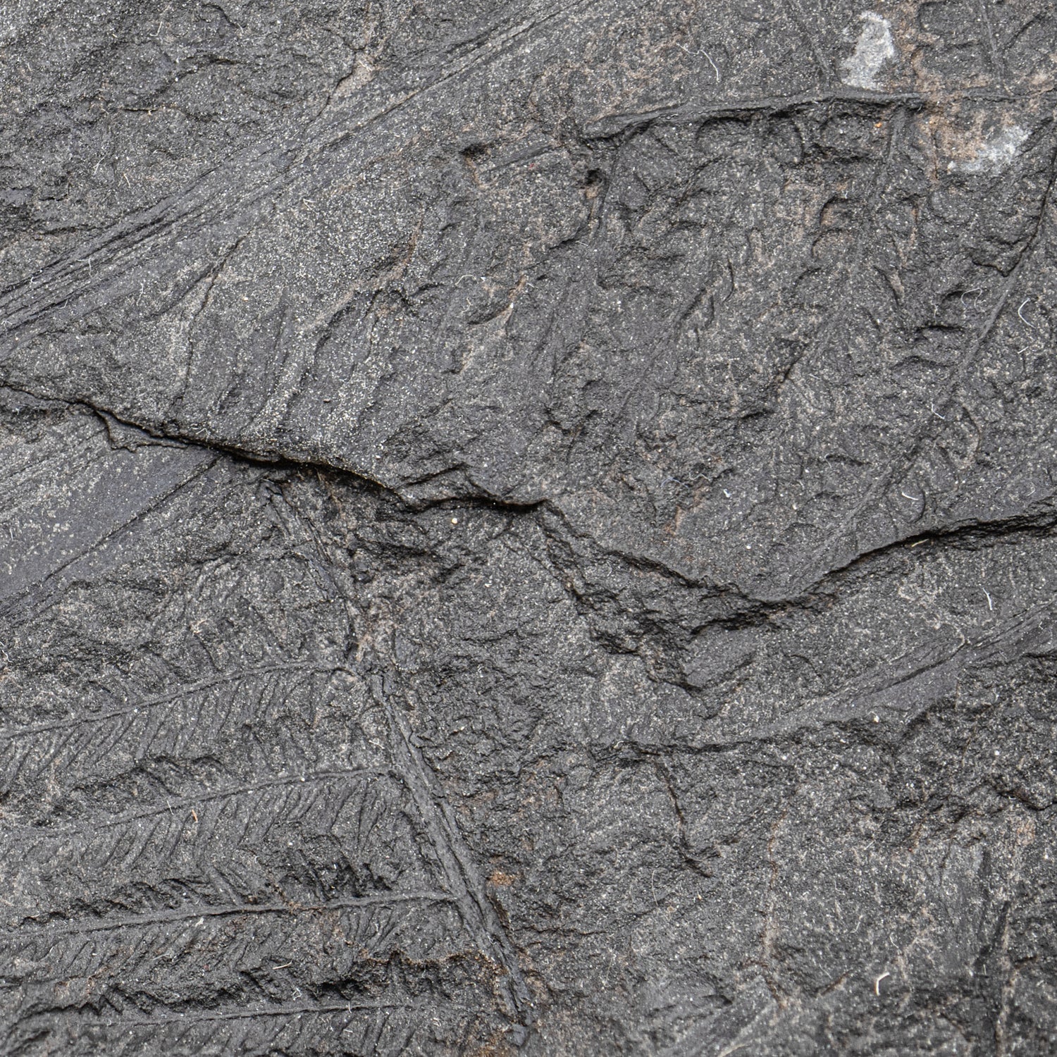Carboniferous Fossil Plant - 10.79" Senftenbergia + Cyklopteris - Image 4