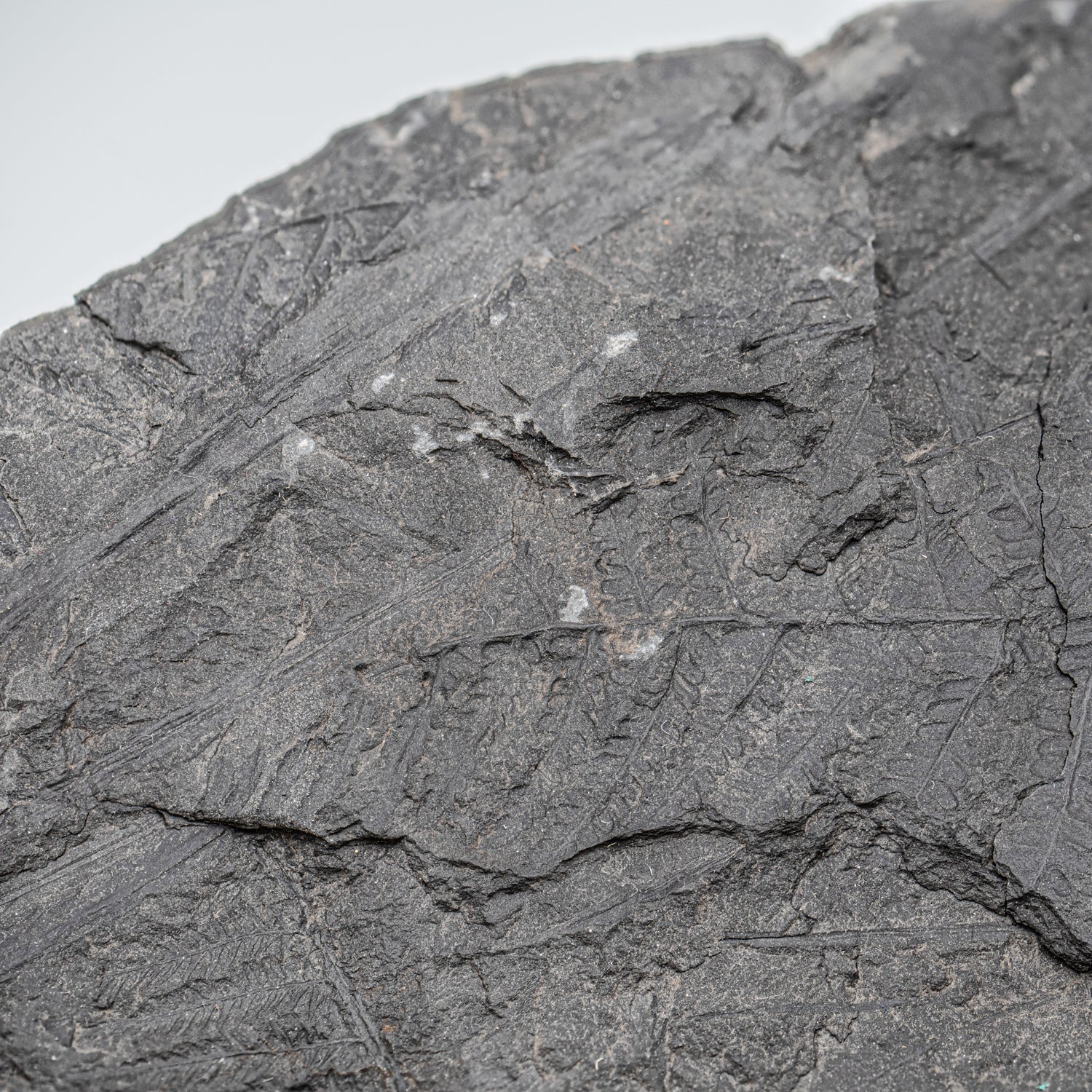 Carboniferous Fossil Plant - 10.79" Senftenbergia + Cyklopteris - Image 5