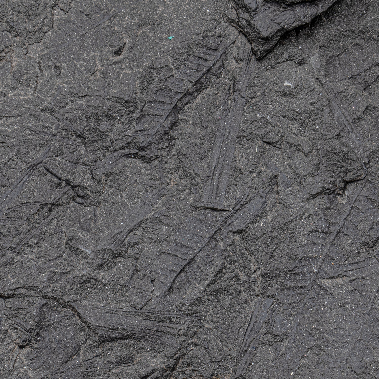 Carboniferous Fossil Plant - 10.79" Senftenbergia + Cyklopteris - Image 6