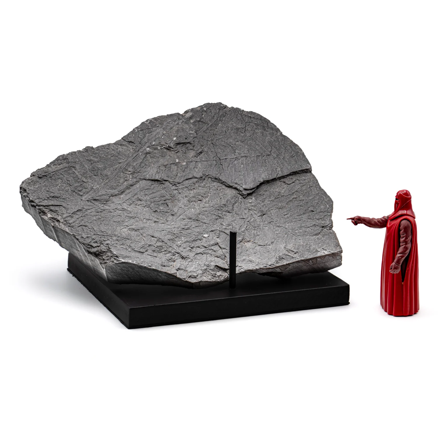 Carboniferous Fossil Plant - 10.79" Senftenbergia + Cyklopteris - Image 7