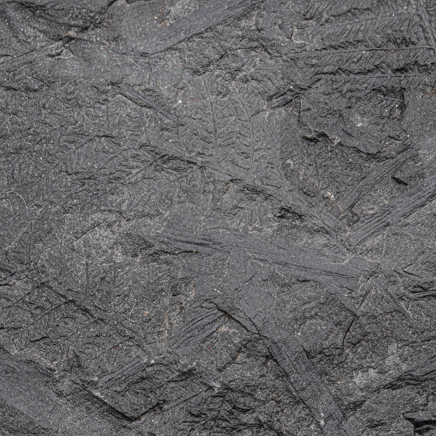 Carboniferous Fossil Plant - 10.79" Senftenbergia + Cyklopteris - Image 8