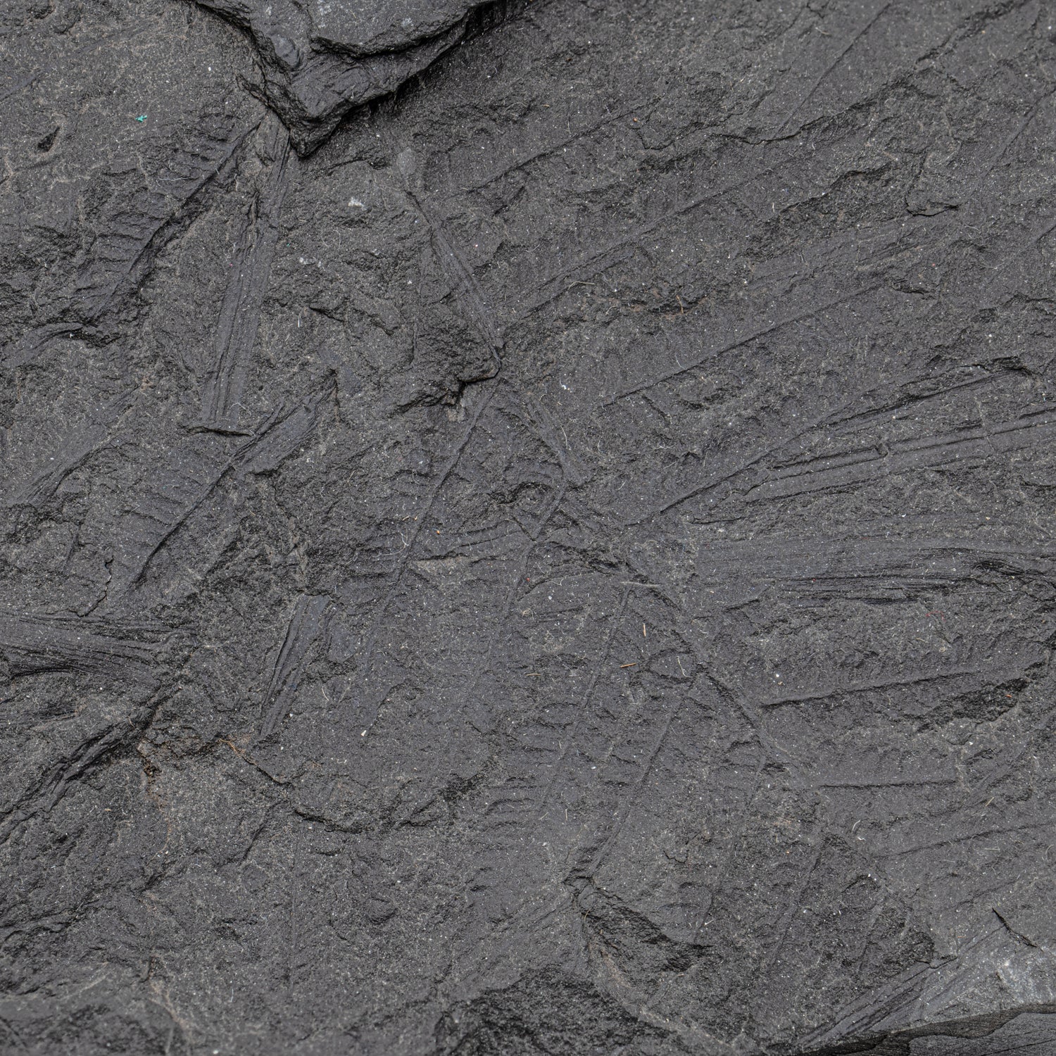Carboniferous Fossil Plant - 10.79" Senftenbergia + Cyklopteris - Image 9