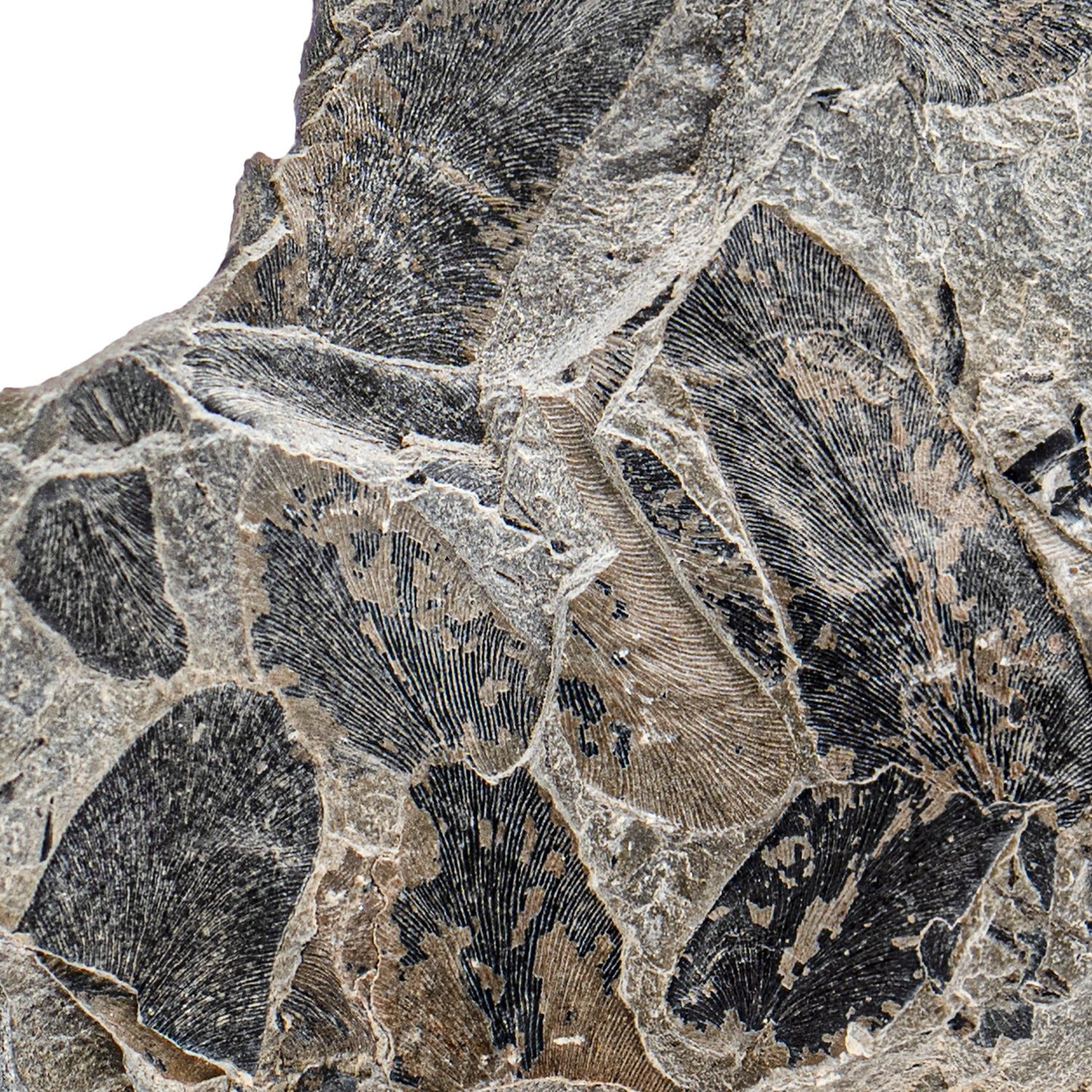 Carboniferous Fossil Plant - SOLD 2.81" Neuropteris - Image 2