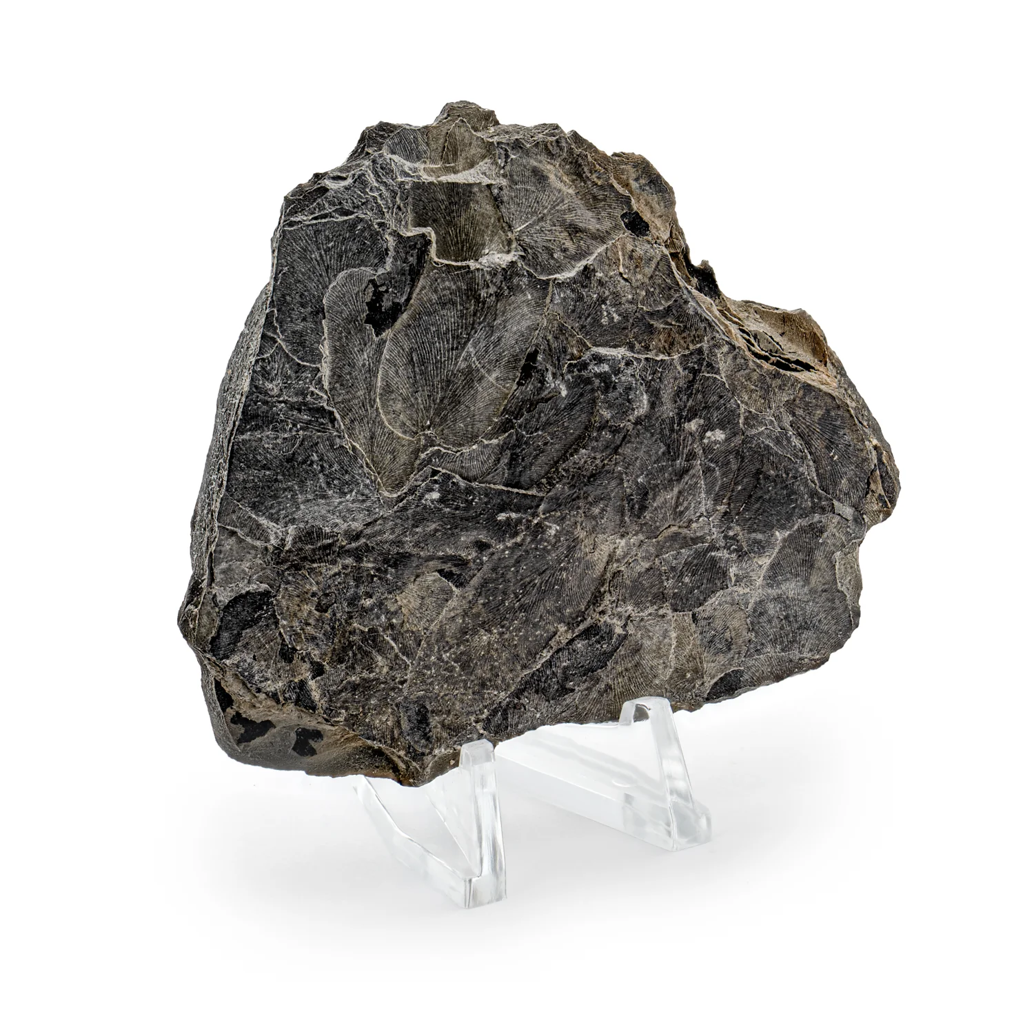 Carboniferous Fossil Plant - SOLD 2.81" Neuropteris - Image 3