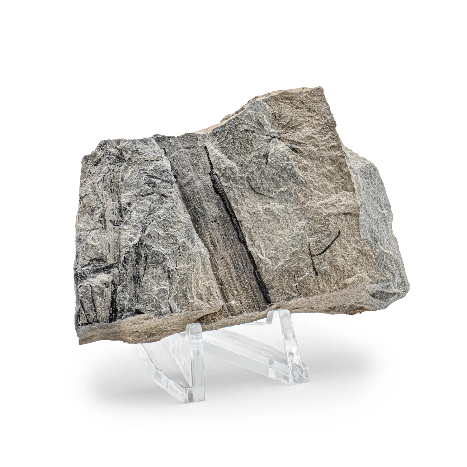 Carboniferous Fossil Plant - SOLD 2.96" Calamites Stalk