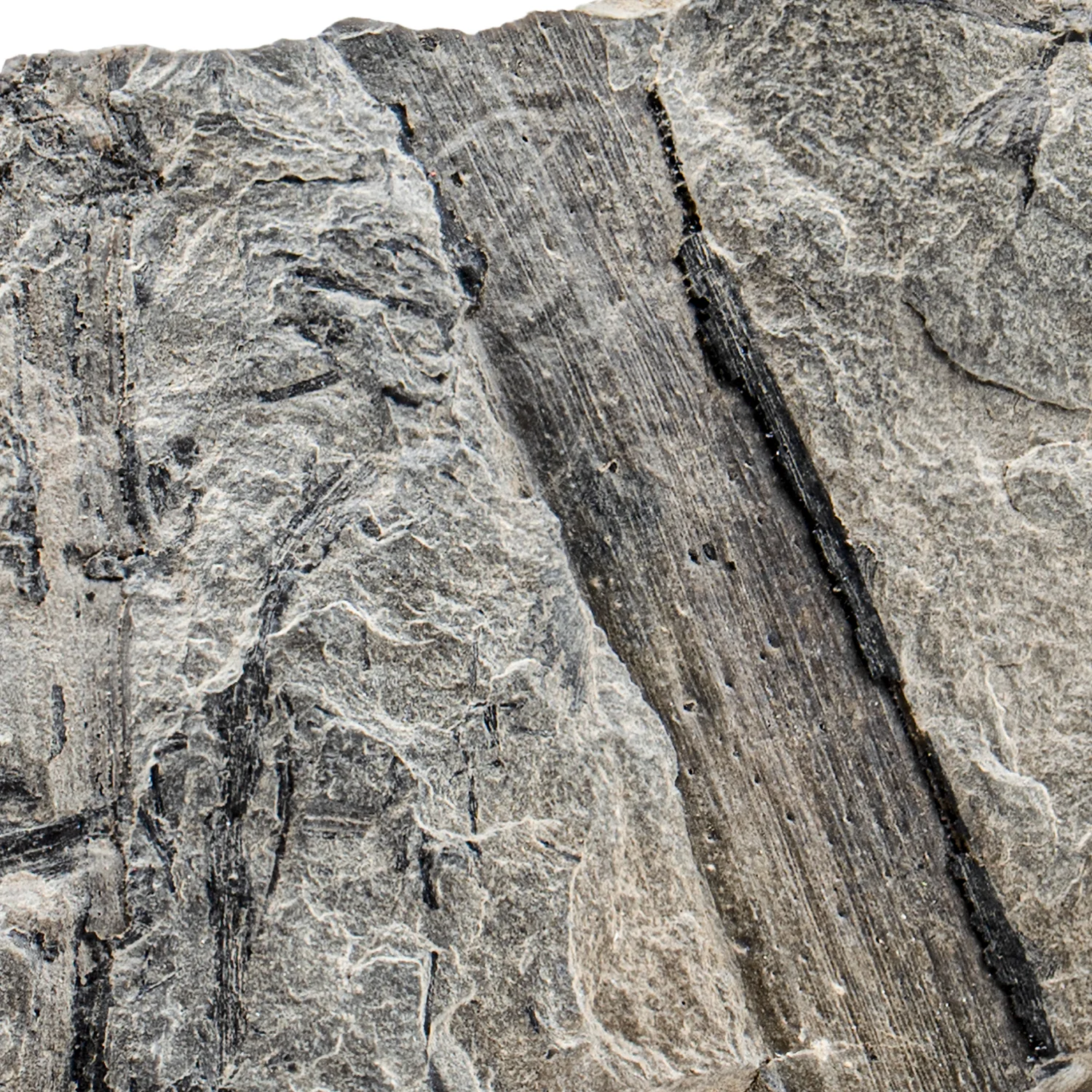 Carboniferous Fossil Plant - SOLD 2.96" Calamites Stalk - Image 2
