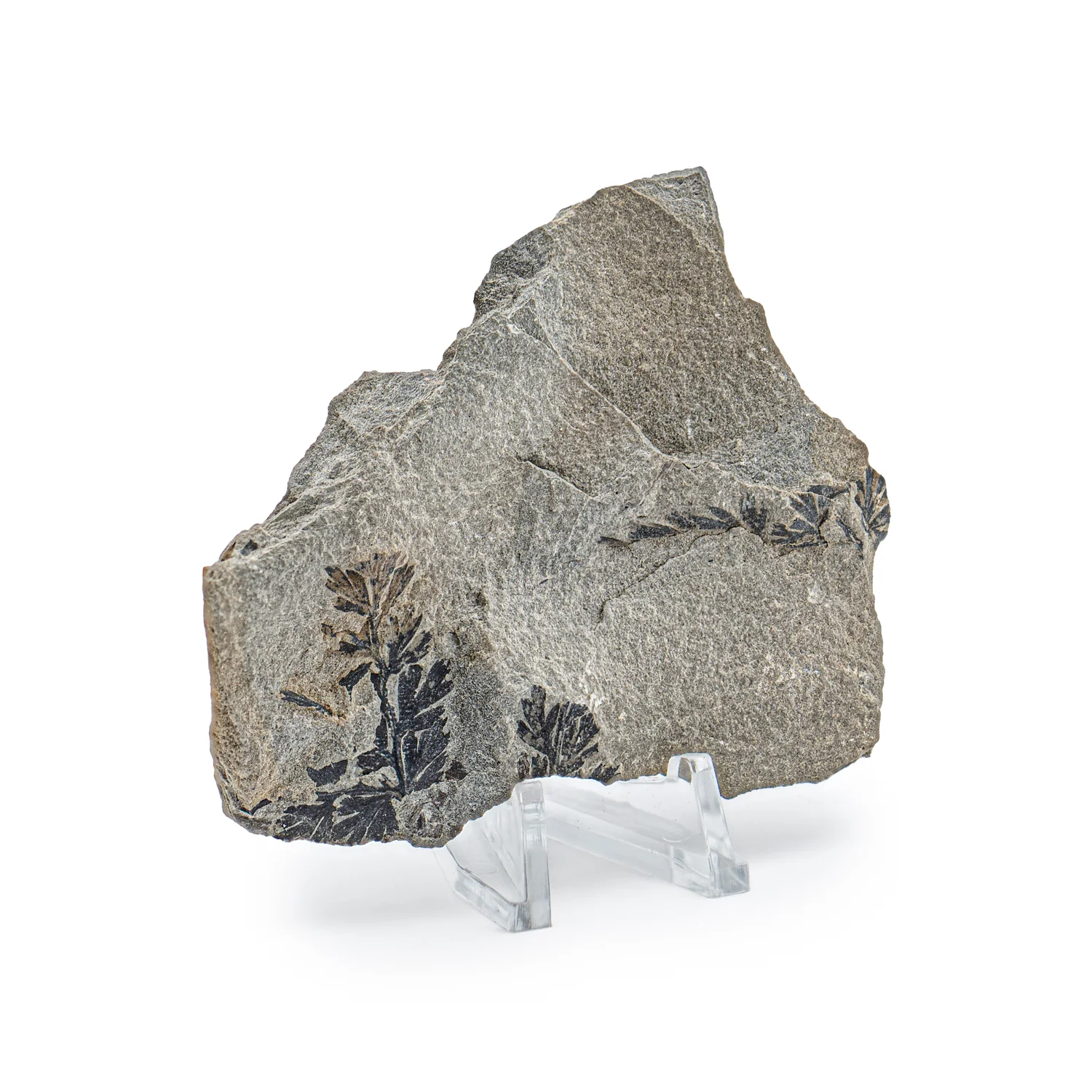 Carboniferous Fossil Plant - SOLD 3.07" Sphenopteris