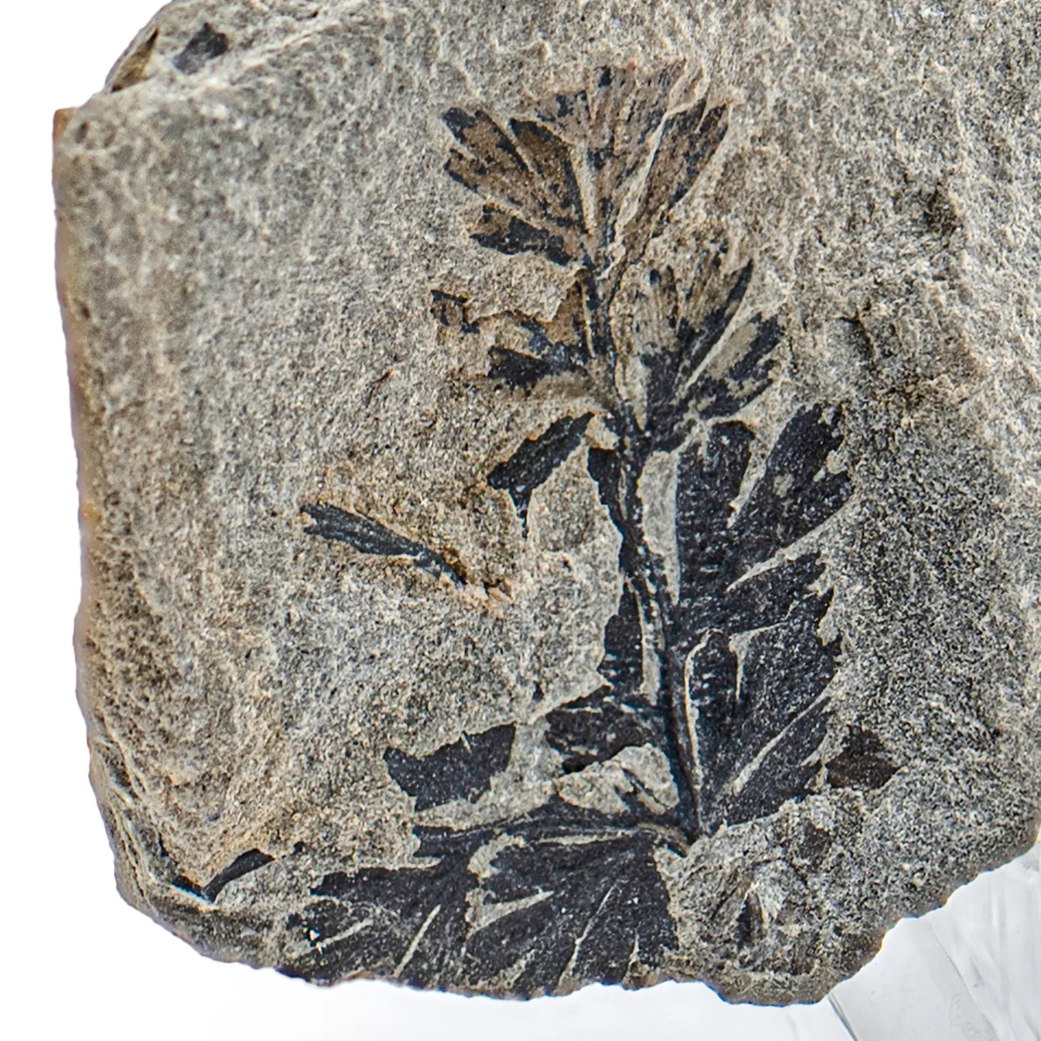 Carboniferous Fossil Plant - SOLD 3.07" Sphenopteris - Image 2