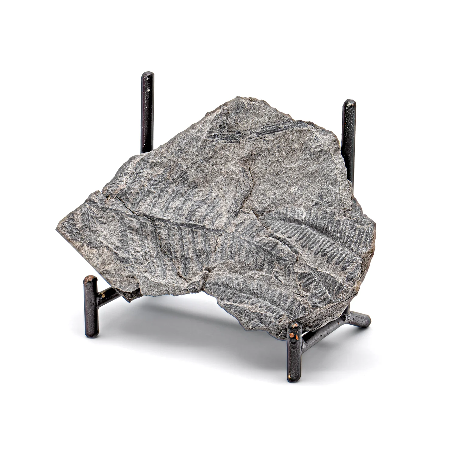 Carboniferous Fossil Plant - SOLD 3.45" Lobatopteris