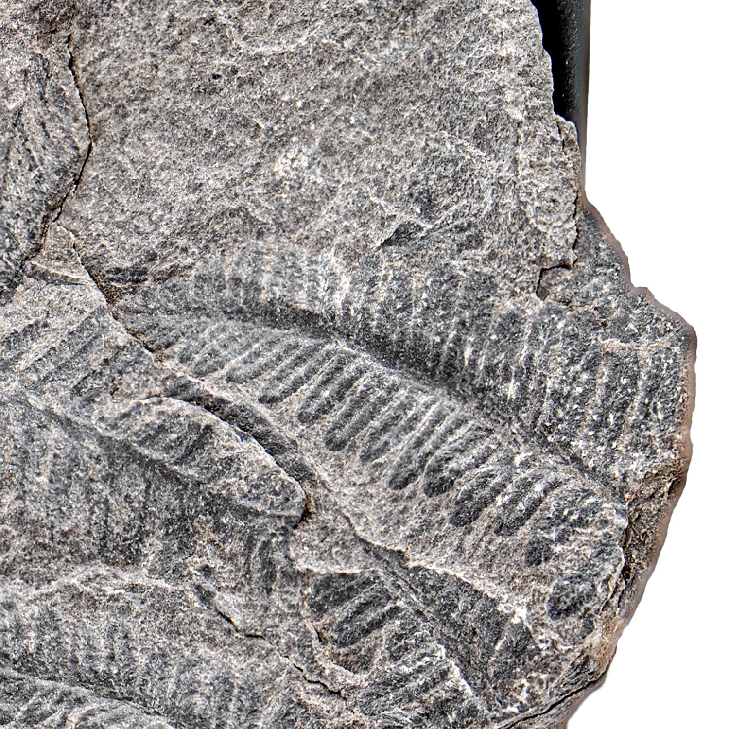 Carboniferous Fossil Plant - SOLD 3.45" Lobatopteris - Image 2