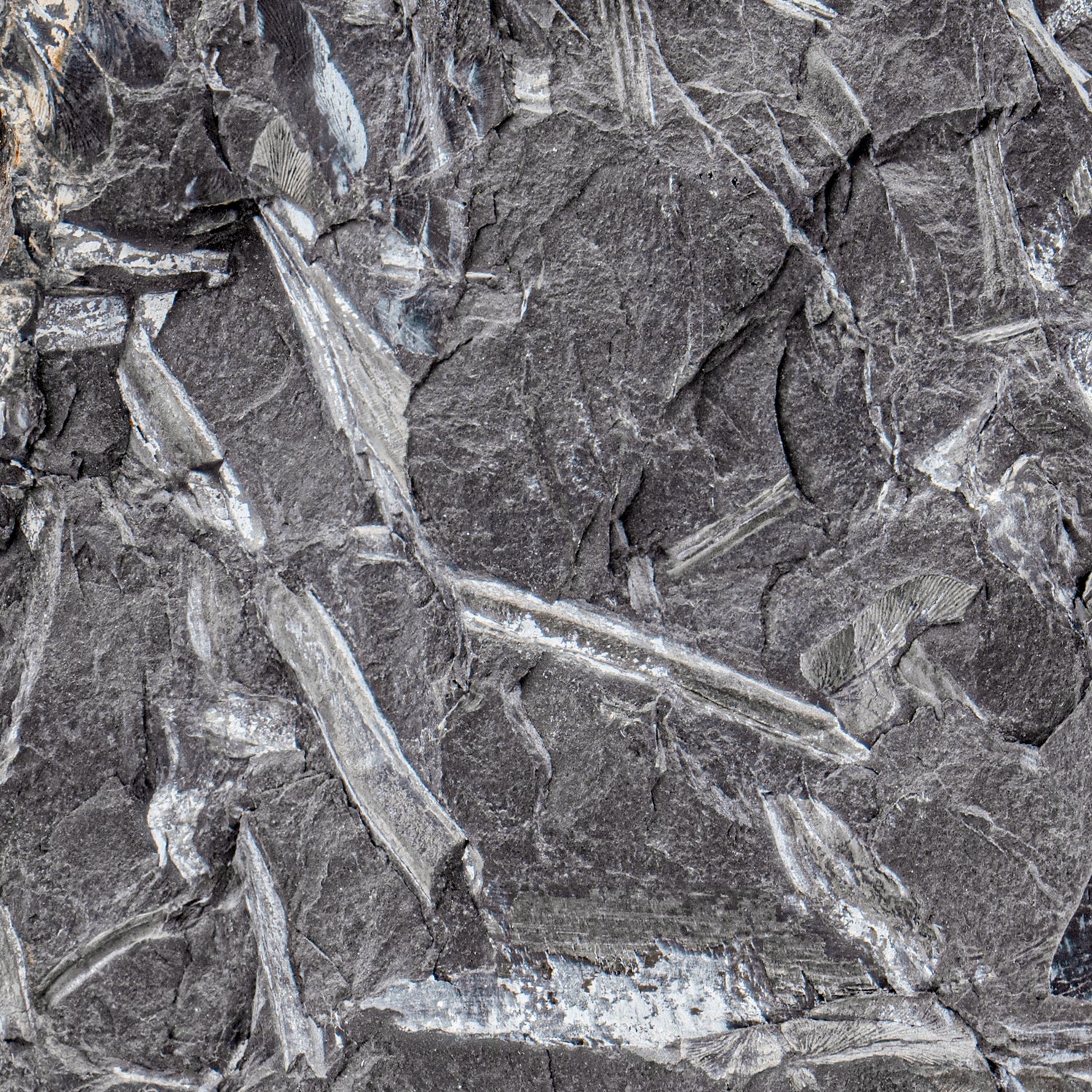 Carboniferous Fossil Plant - 4.81" Macroneuropteris - Image 3