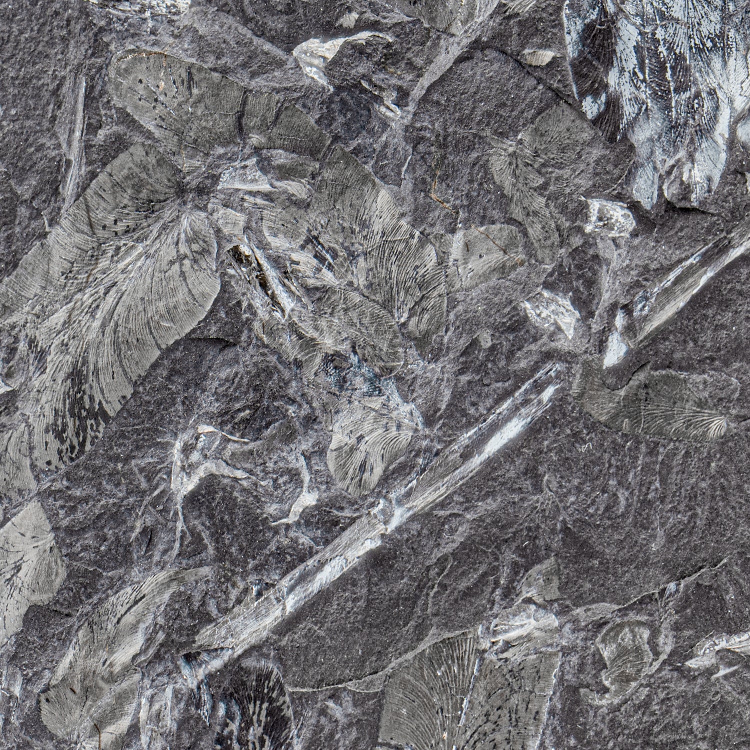 Carboniferous Fossil Plant - 4.81" Macroneuropteris - Image 4