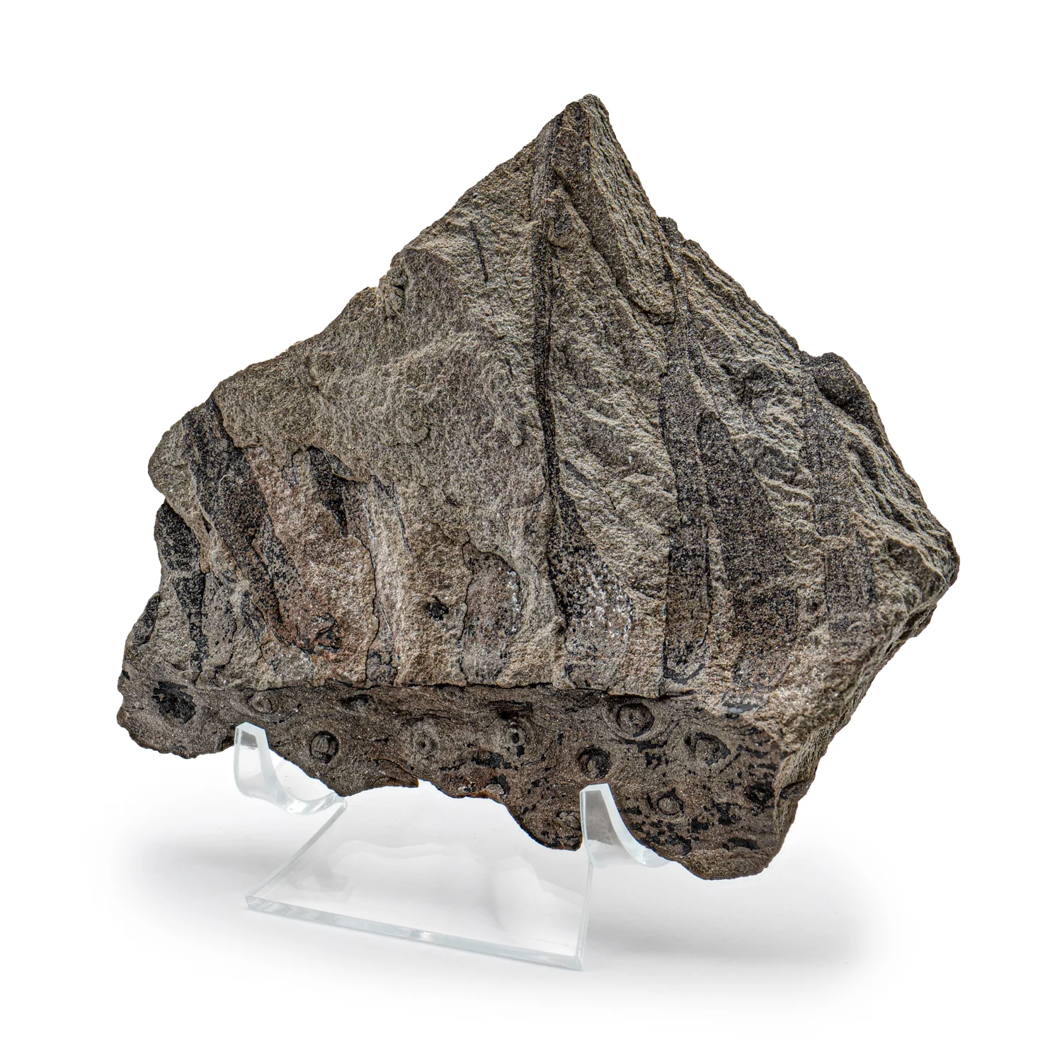 Carboniferous Fossil Plant - SOLD 5.14" Stigmaria & Lepidodendron