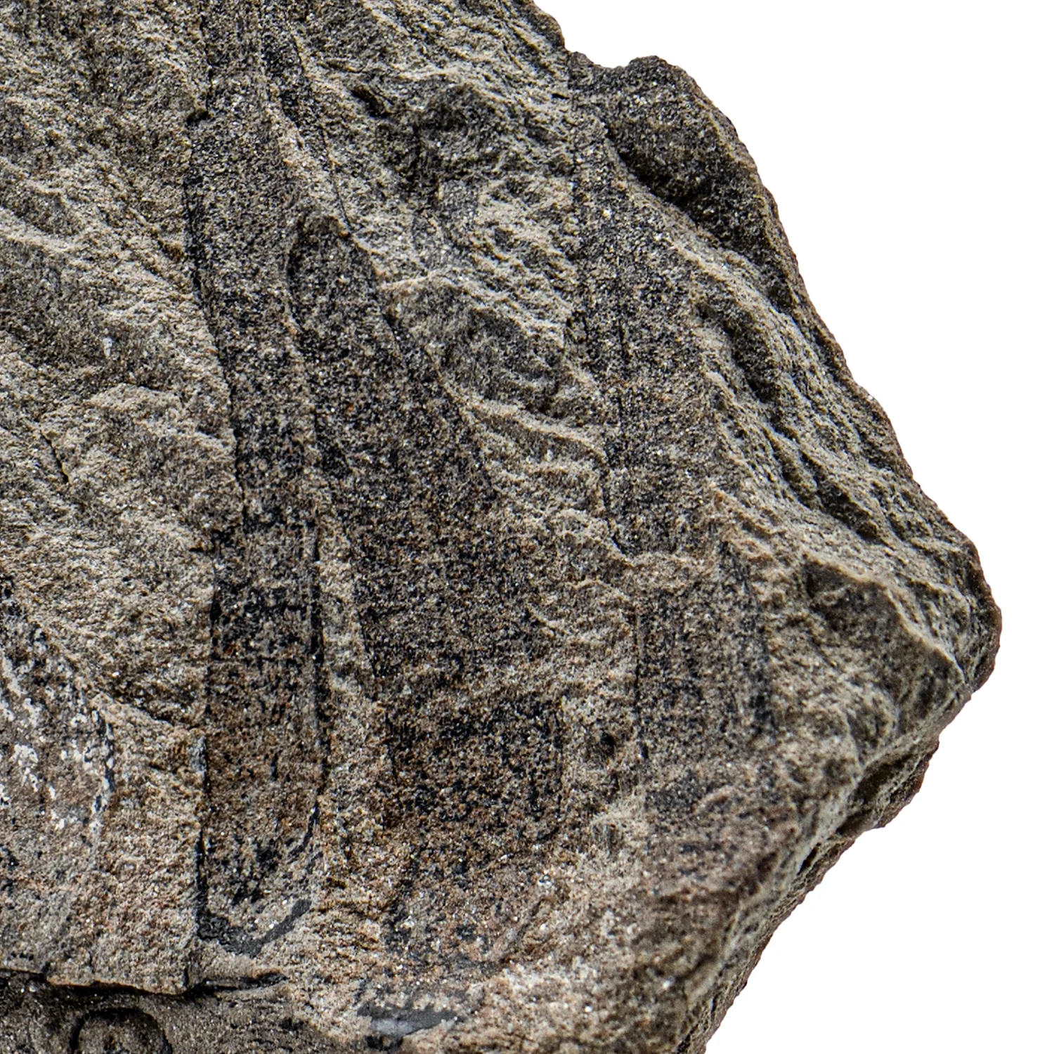 Carboniferous Fossil Plant - SOLD 5.14" Stigmaria & Lepidodendron - Image 2