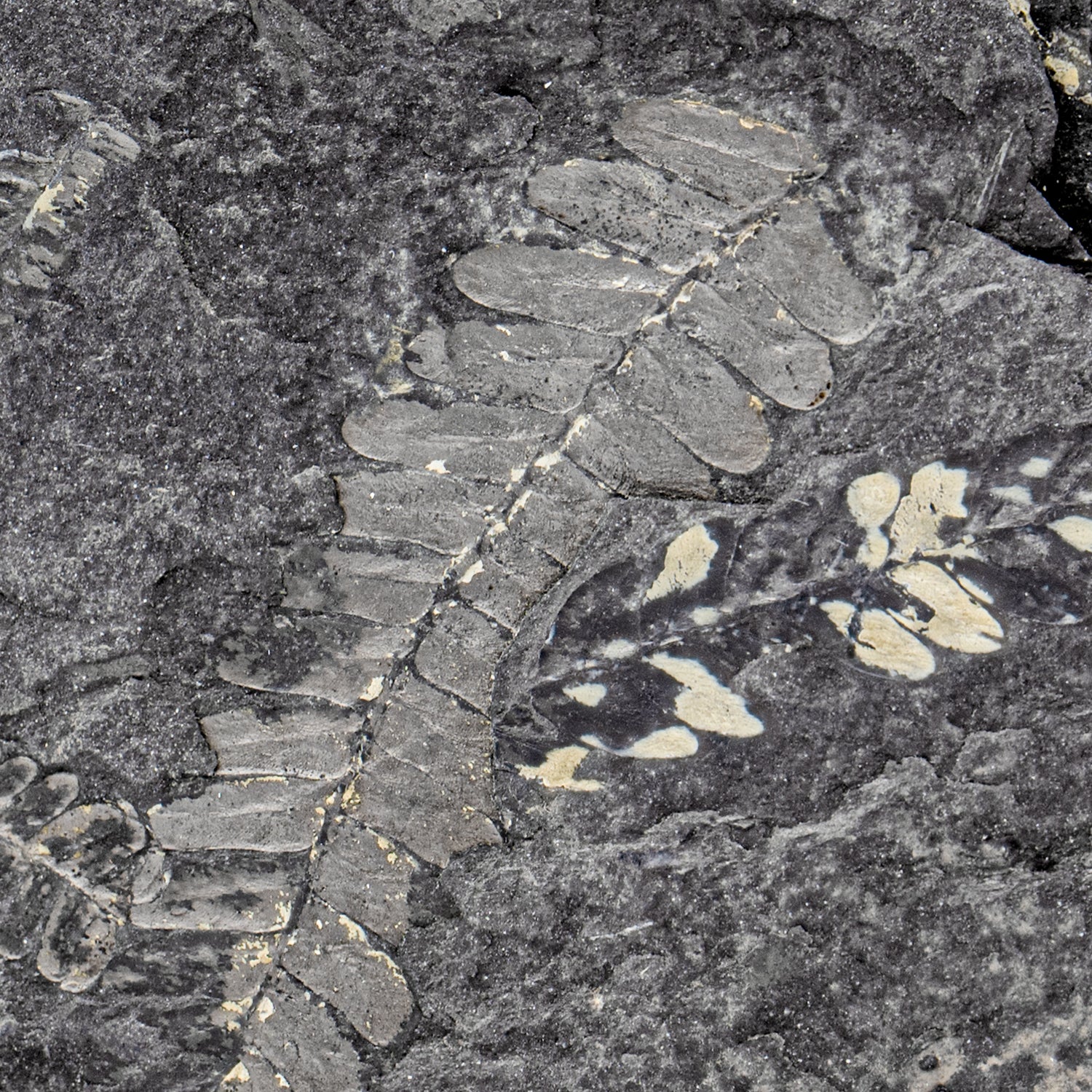 Carboniferous Fossil Plant - SOLD 5.55" Pecopteris - Image 2