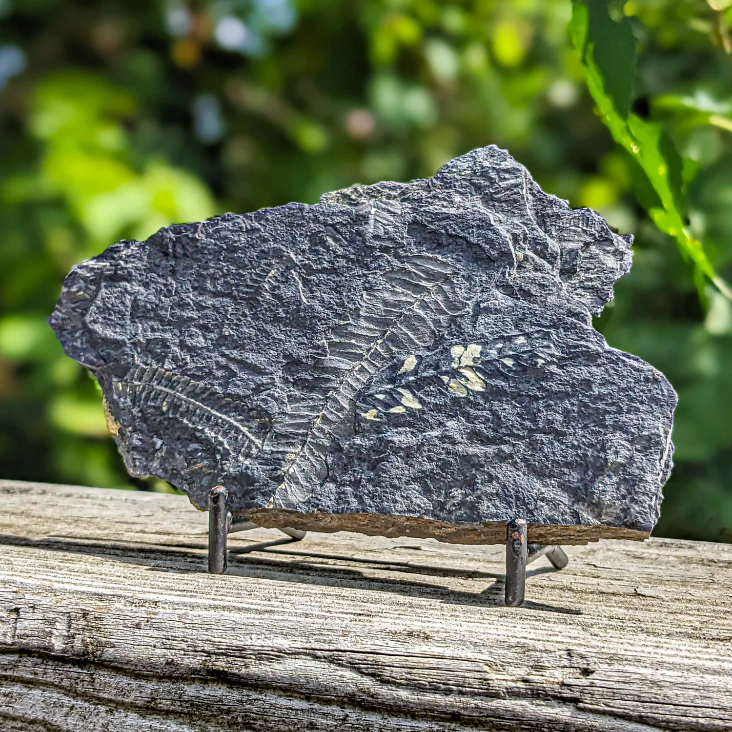 Carboniferous Fossil Plant - SOLD 5.55" Pecopteris - Image 3