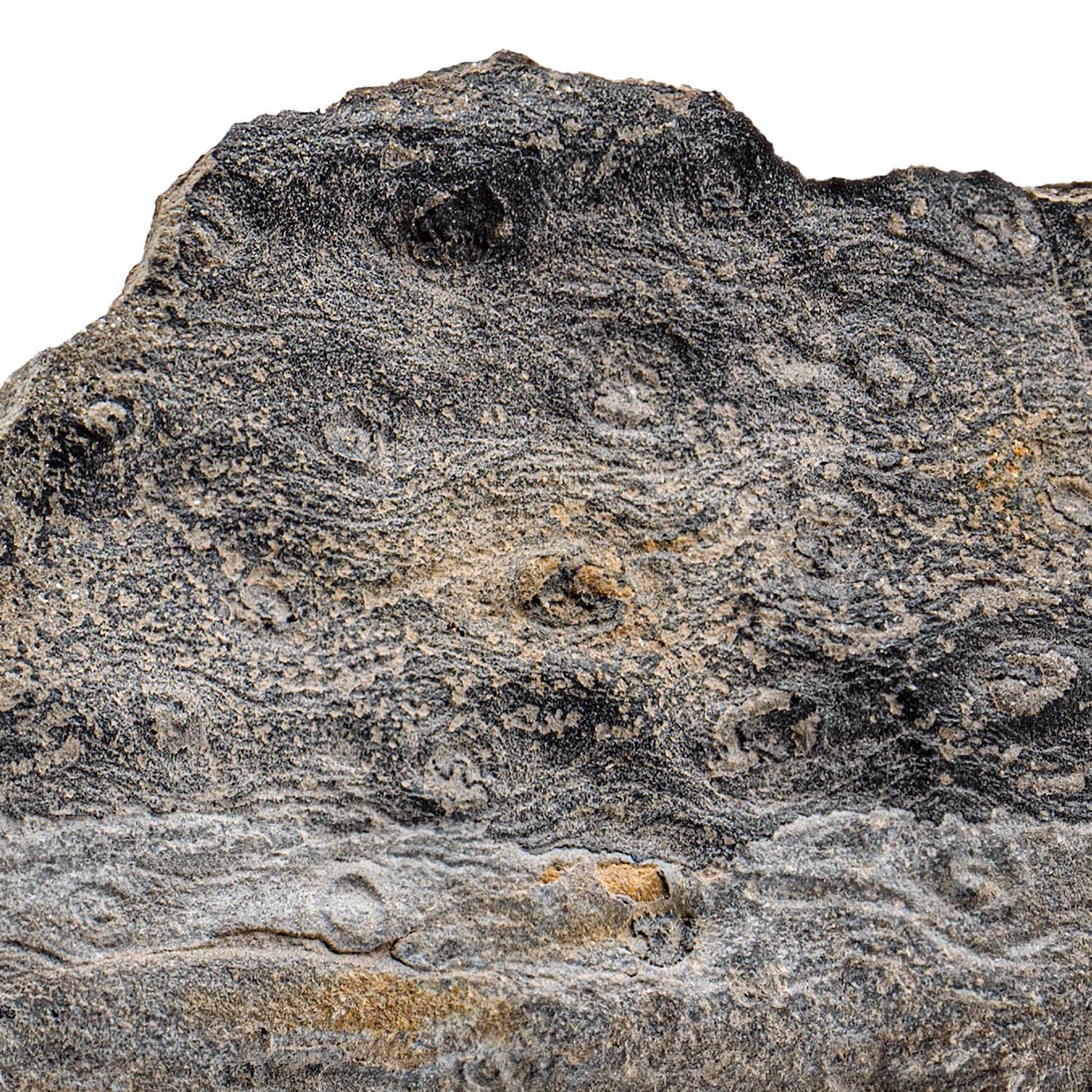 Carboniferous Fossil Plant - 5.59" Lepidodendron - Image 2