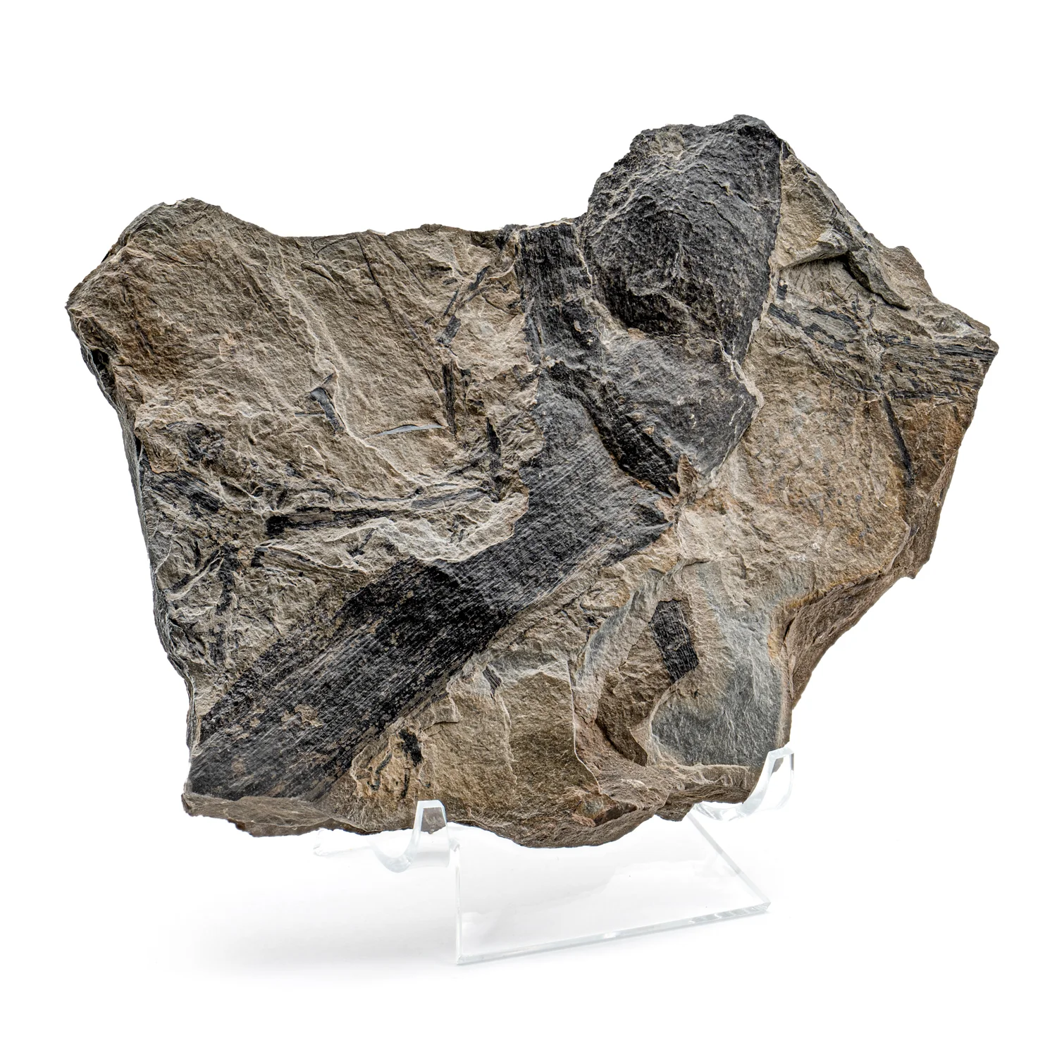 Carboniferous Fossil Plant - SOLD 6.94" Calamites