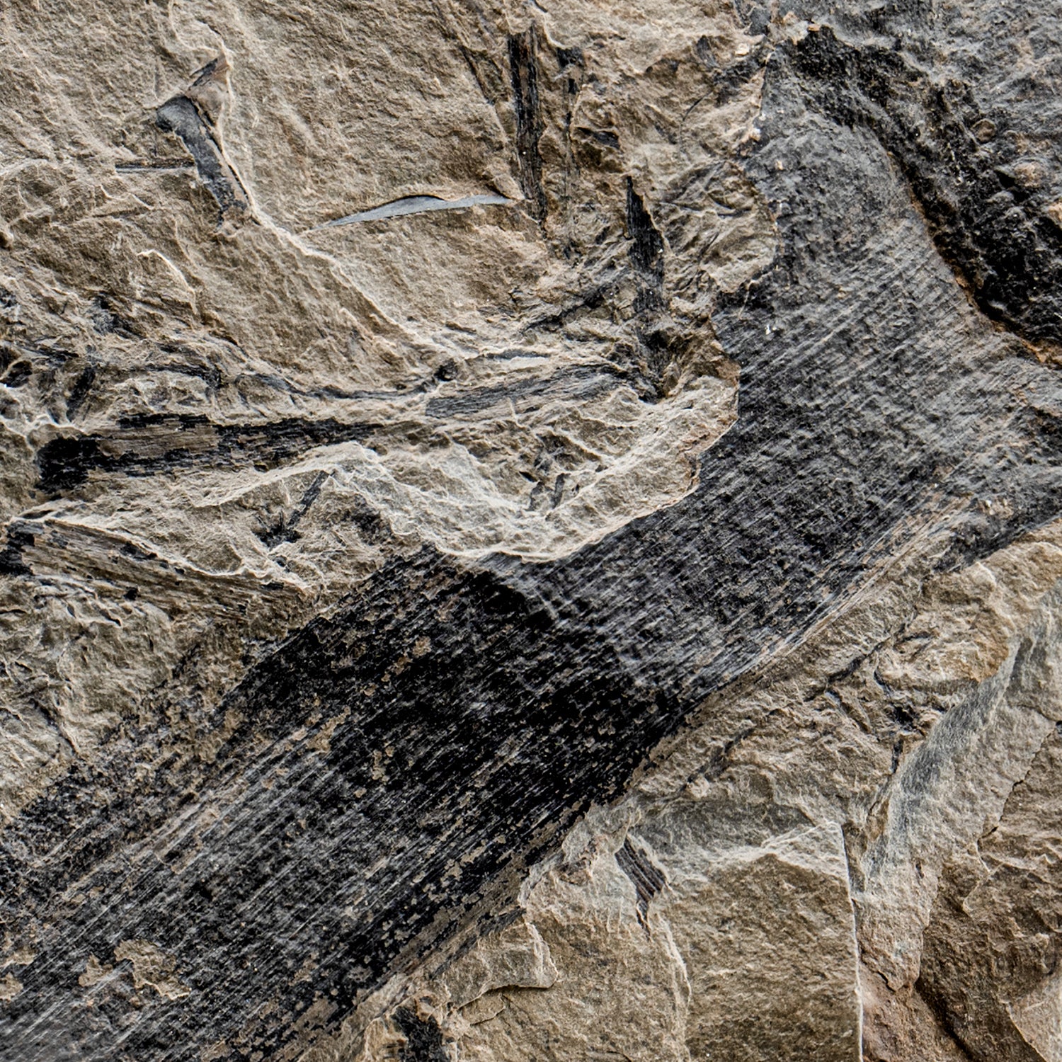 Carboniferous Fossil Plant - SOLD 6.94" Calamites - Image 2
