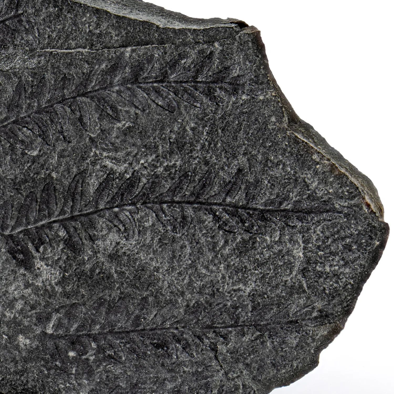 Carboniferous Fossil Plant - SOLD 6.00" Alethopteris - Image 2