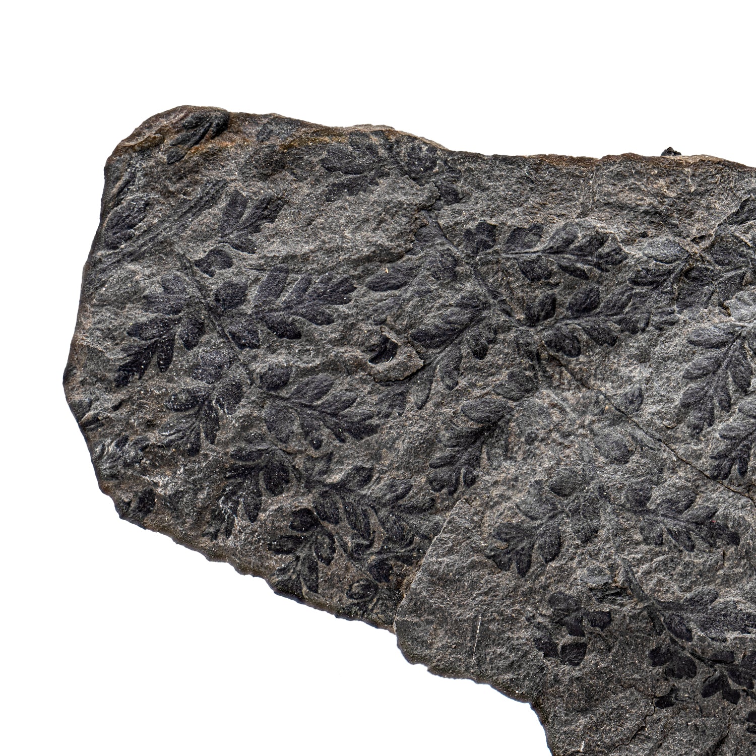 Carboniferous Fossil Plant - 7.29" Mariopteris & Alethopteris - Image 2