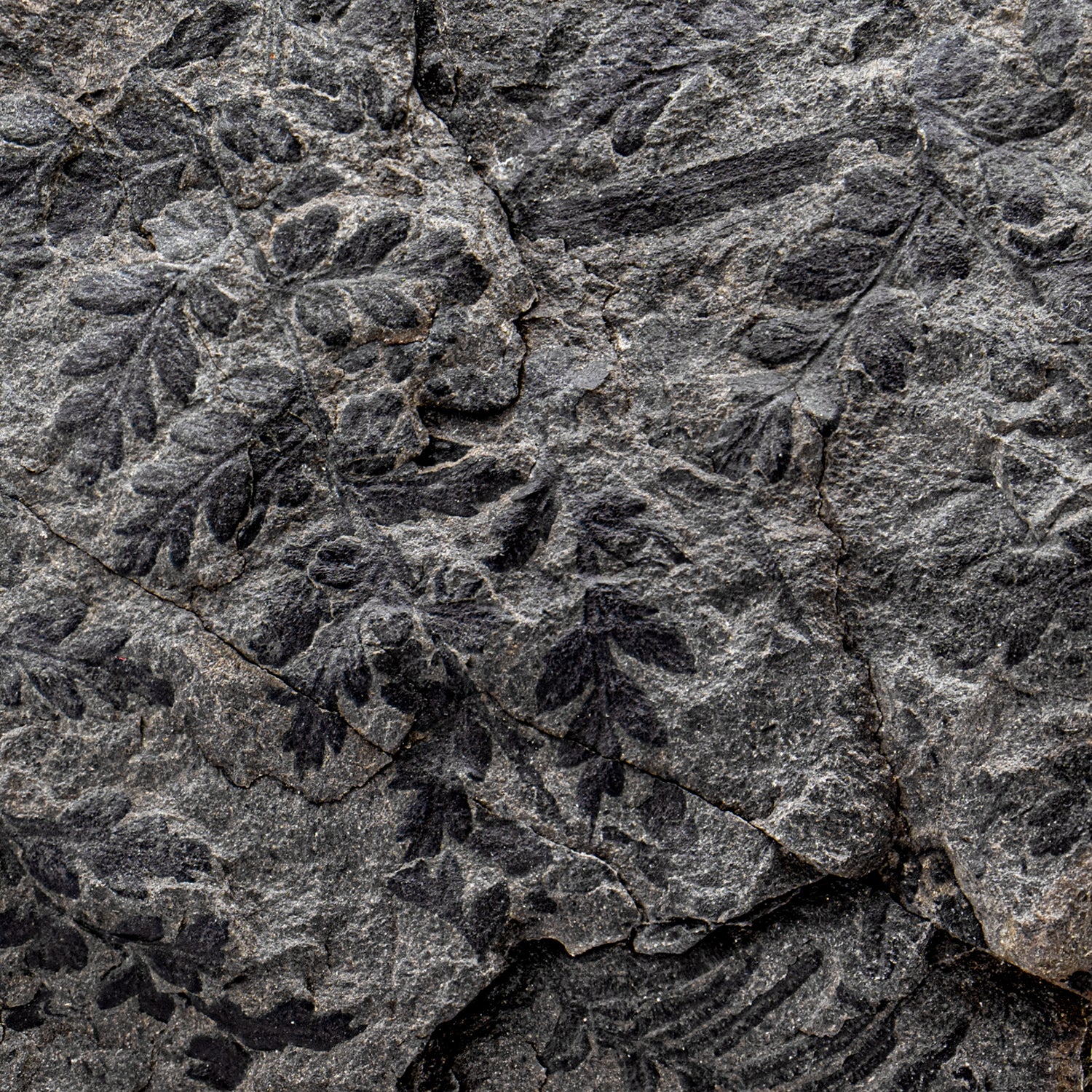 Carboniferous Fossil Plant - 7.29" Mariopteris & Alethopteris - Image 3