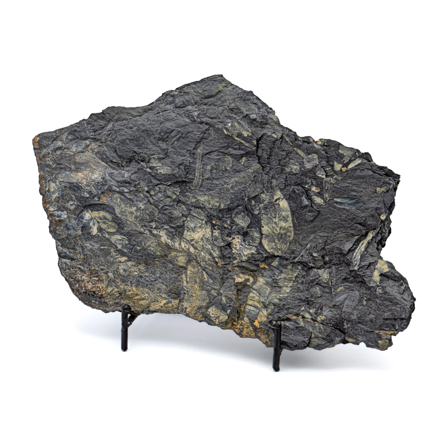 Carboniferous Fossil Plant - 7.63" Pecopteris and Macroneuropteris
