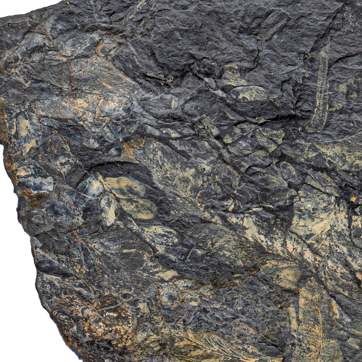 Carboniferous Fossil Plant - 7.63" Pecopteris and Macroneuropteris - Image 2