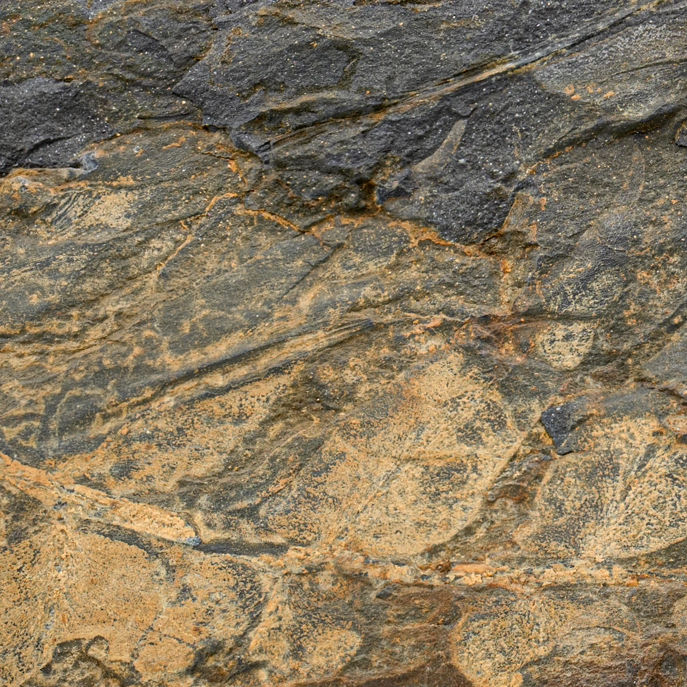 Carboniferous Fossil Plant - SOLD 8.50" Macroneuropteris scheuchzeri - Image 2