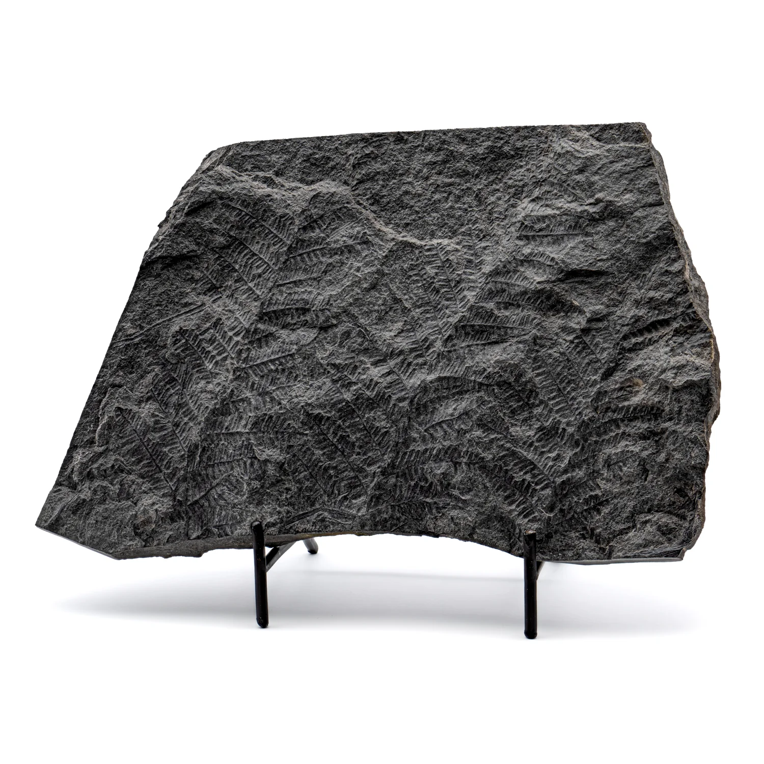 Carboniferous Fossil Plant - SOLD 9.67" Lobatopteris