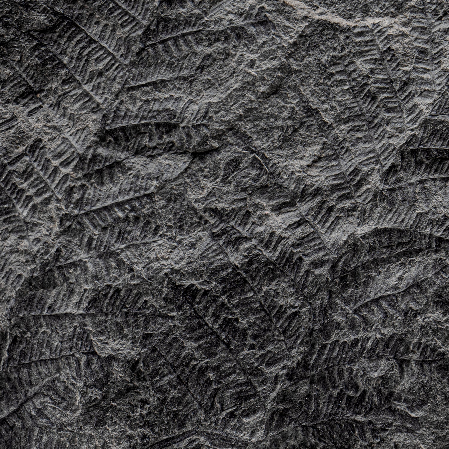 Carboniferous Fossil Plant - SOLD 9.67" Lobatopteris - Image 2