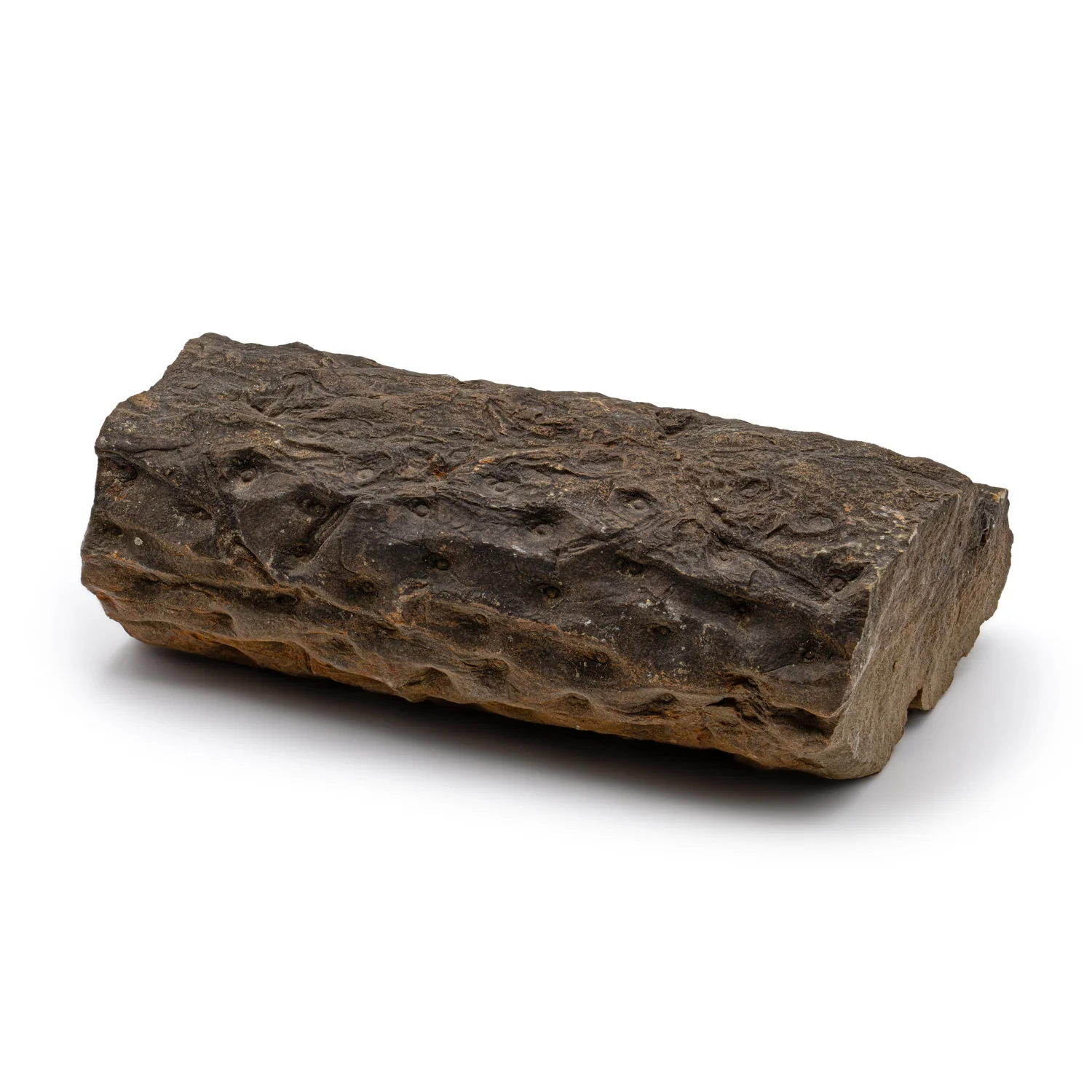 Carboniferous Lycopod Tree Root - 6.361" - Image 2