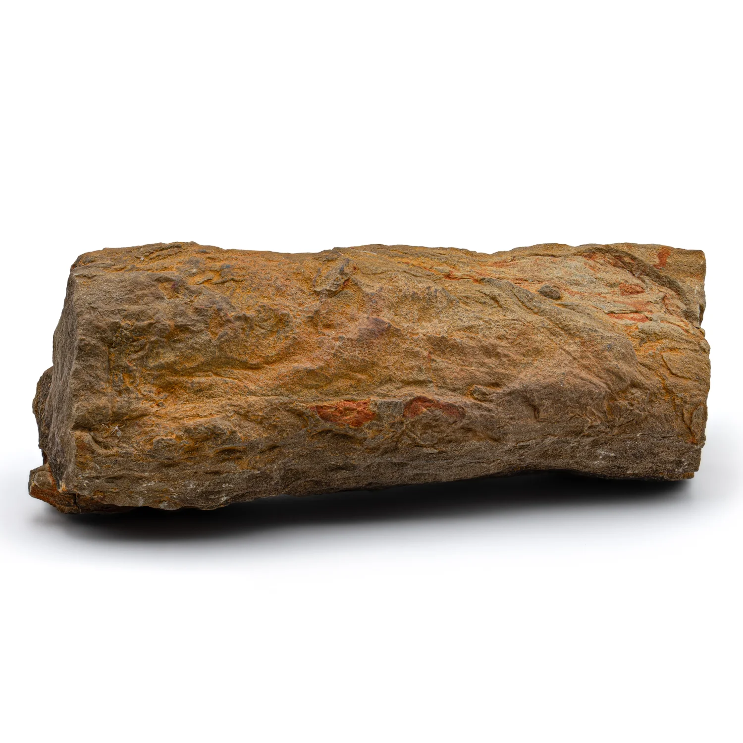 Carboniferous Lycopod Tree Root - 7.293" - Image 2
