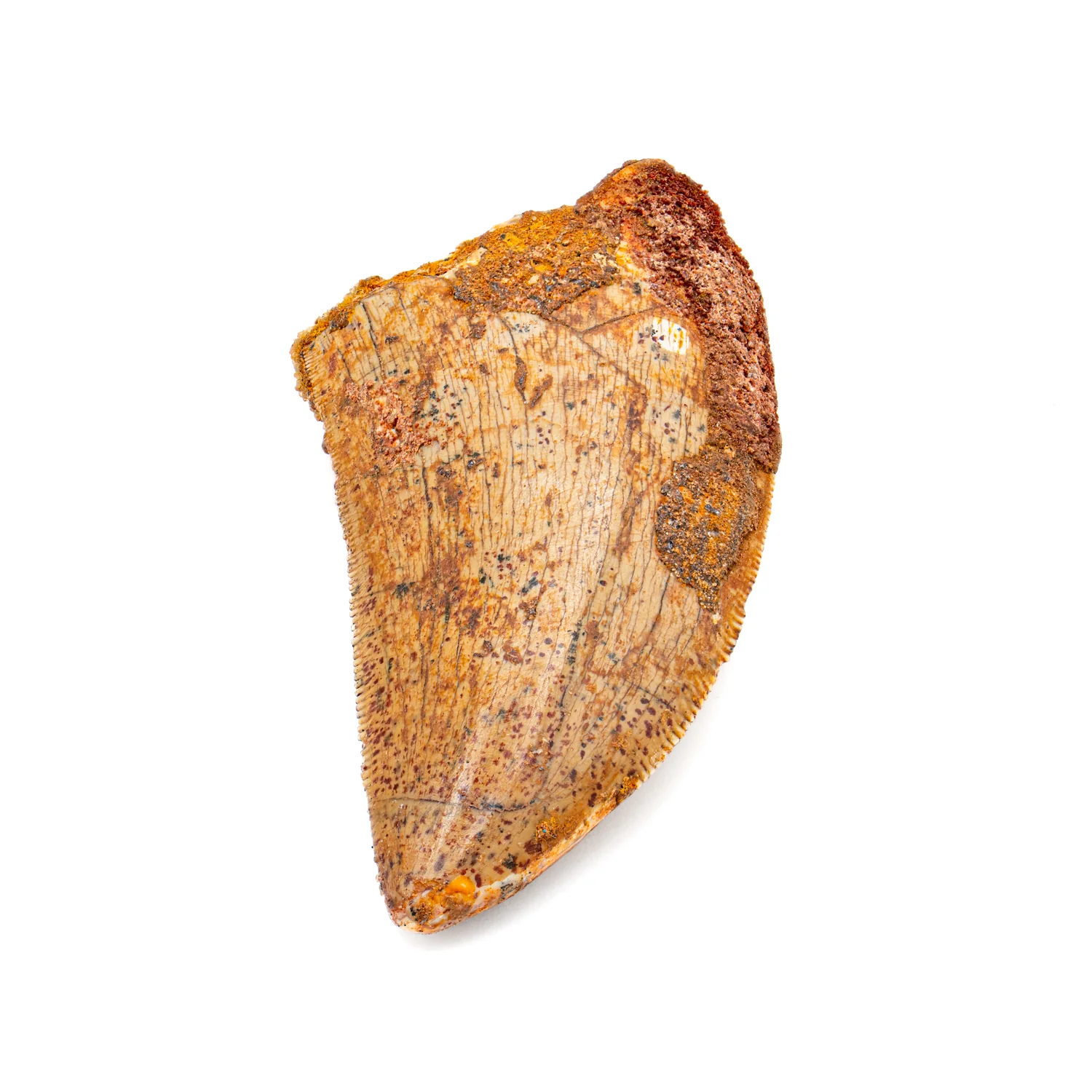 Carcharodontosaurus Tooth - SOLD 2.15" - Image 2
