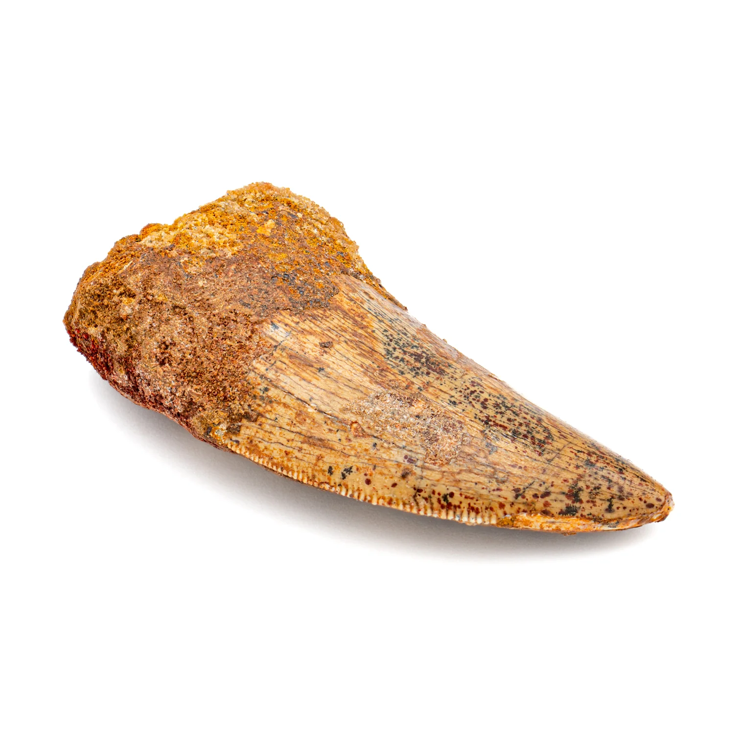 Carcharodontosaurus Tooth - SOLD 2.15" - Image 3