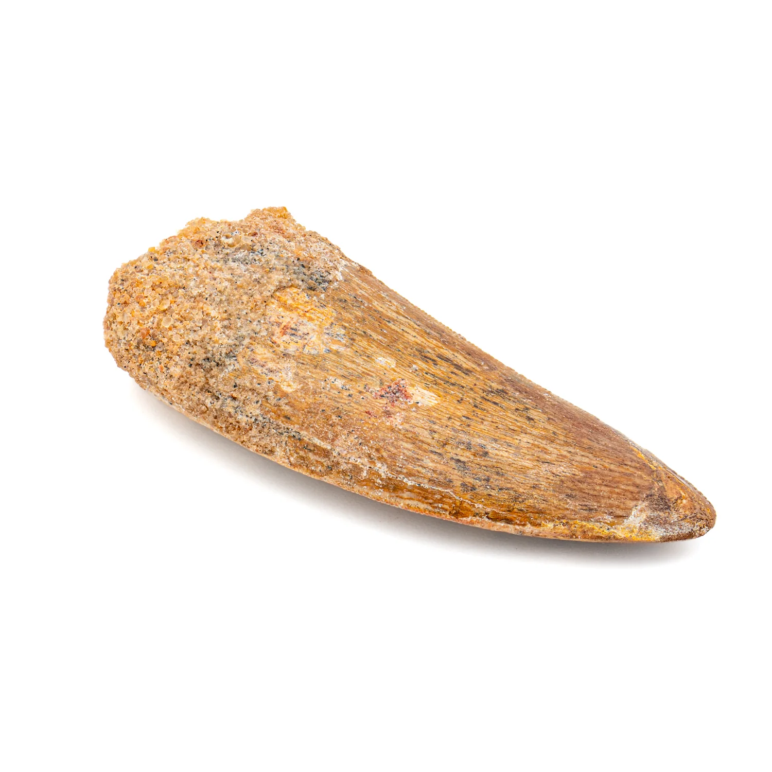 Carcharodontosaurus Tooth - SOLD 2.163" - Image 2