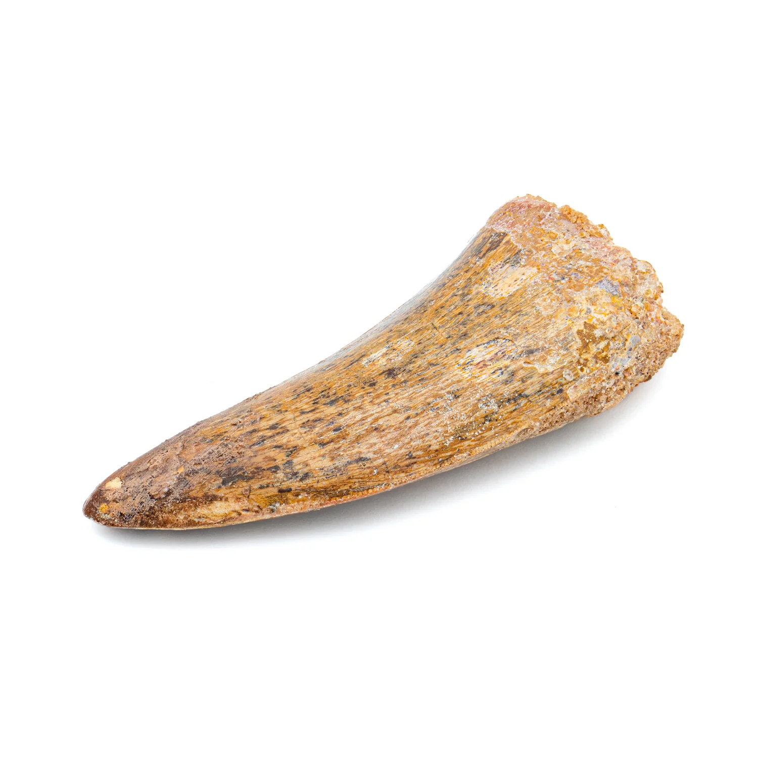 Carcharodontosaurus Tooth - SOLD 2.163" - Image 3