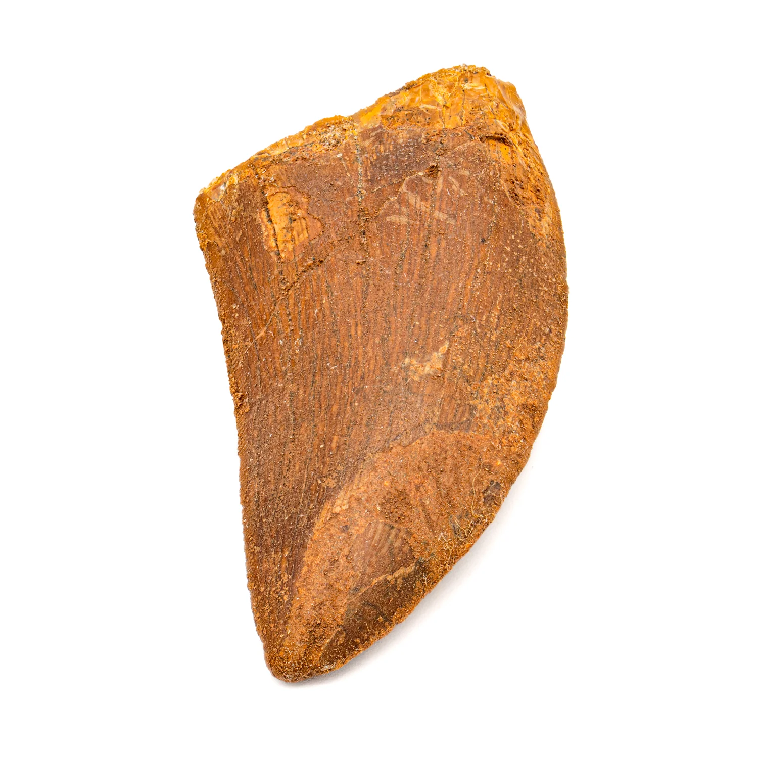 Carcharodontosaurus Tooth - SOLD 2.19" - Image 2