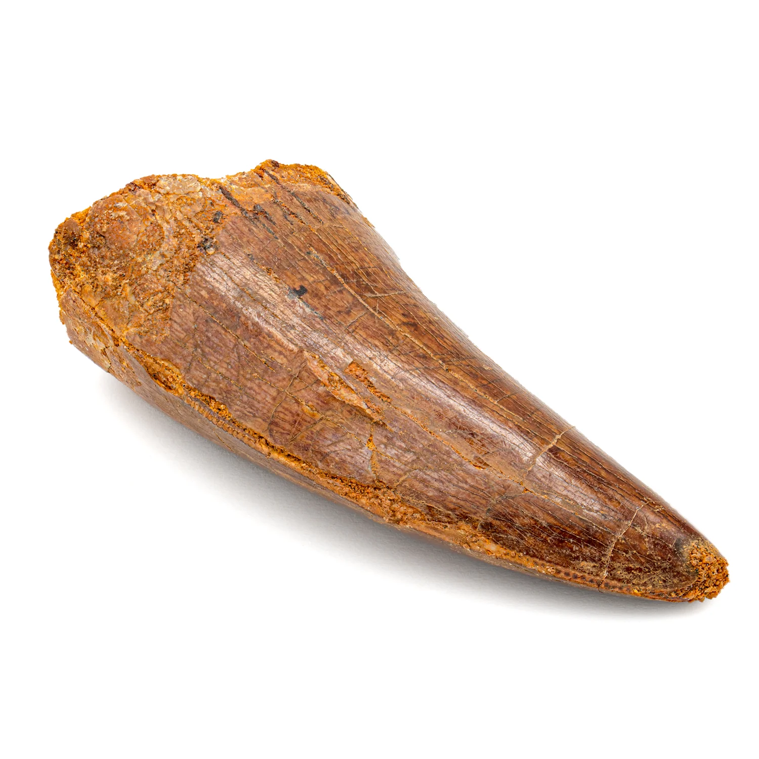 Carcharodontosaurus Tooth - 2.19" - Image 2