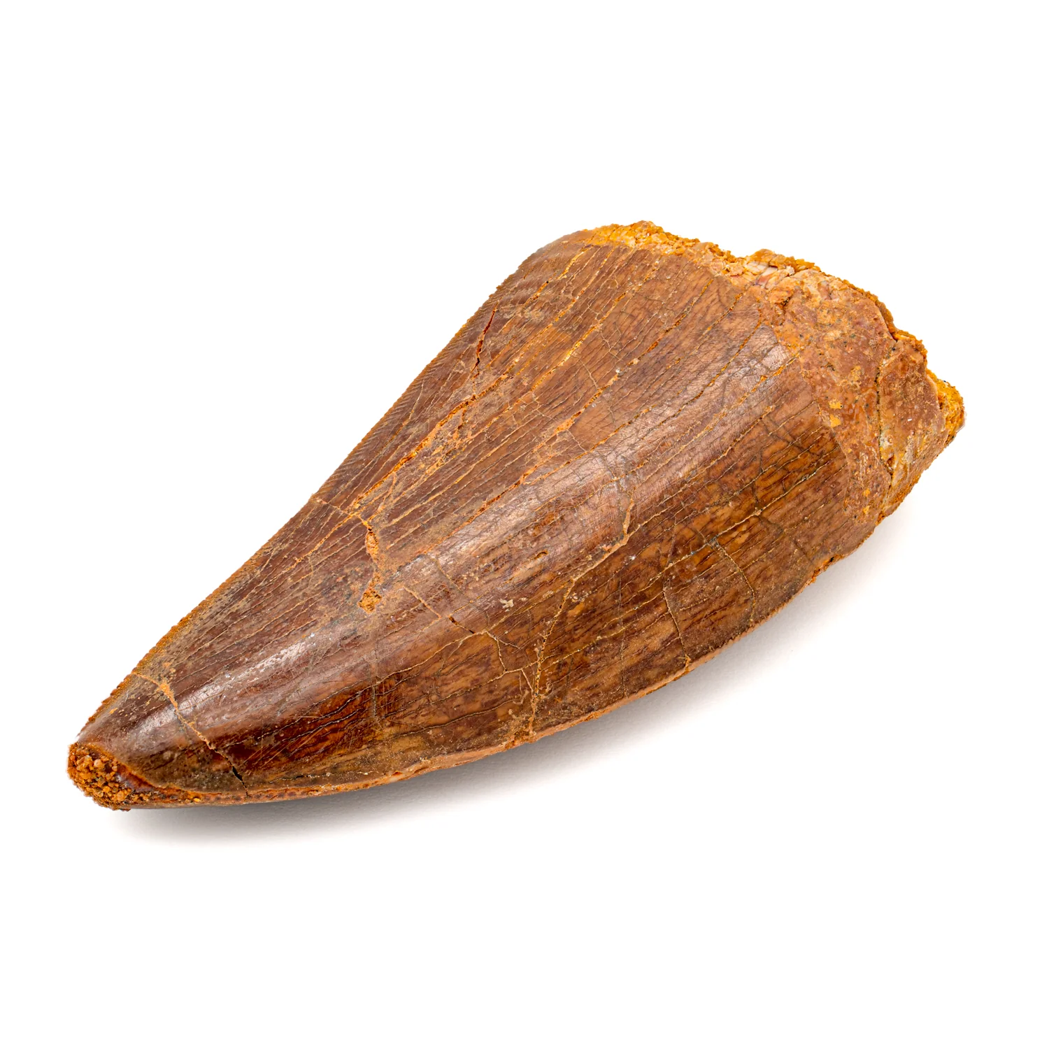 Carcharodontosaurus Tooth - 2.19" - Image 3