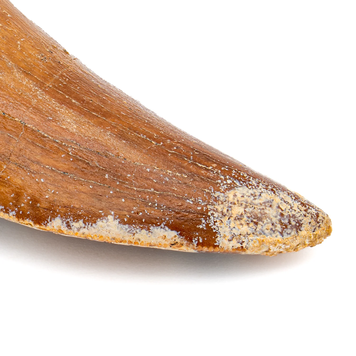 Carcharodontosaurus Tooth - SOLD 2.21" - Image 2