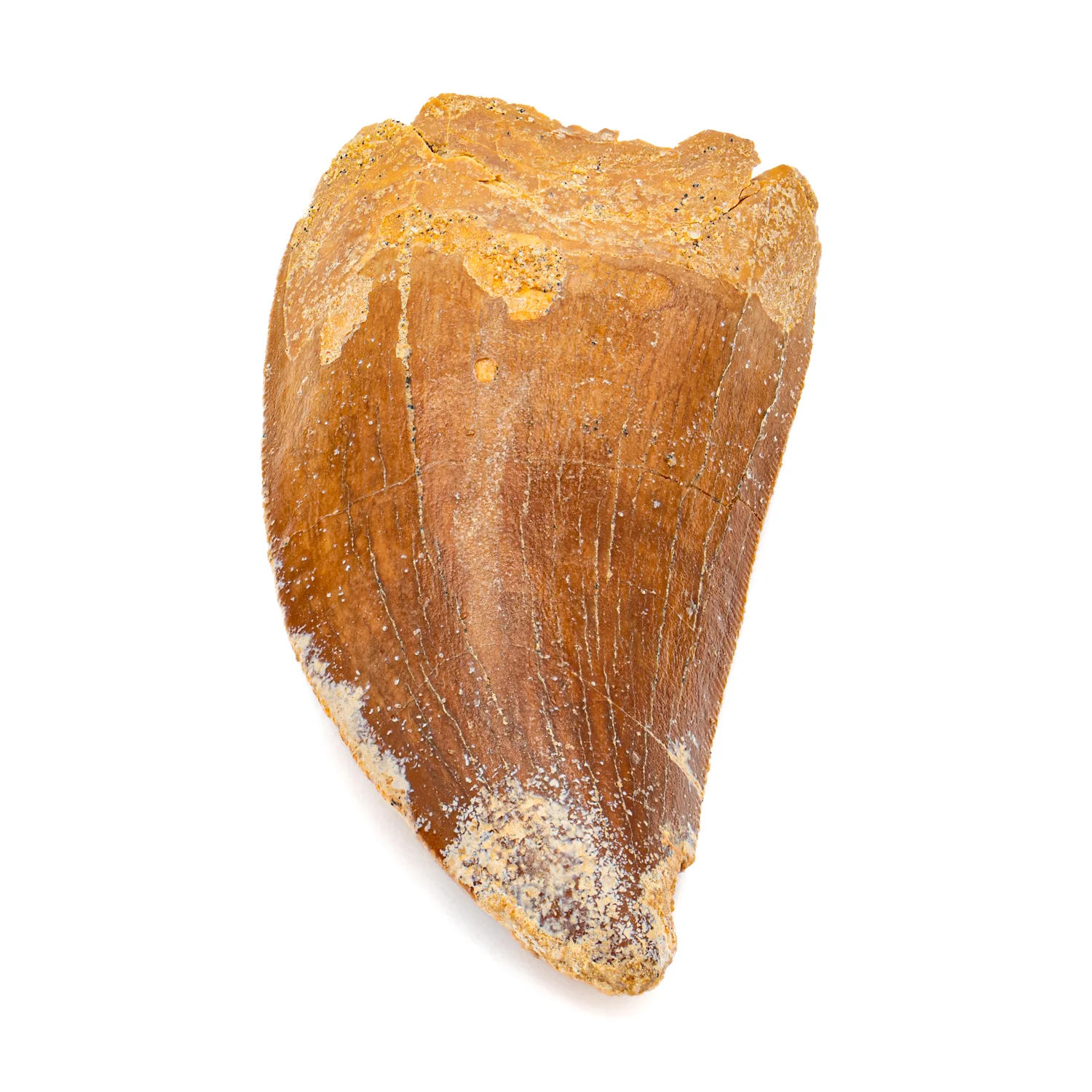 Carcharodontosaurus Tooth - SOLD 2.21" - Image 4