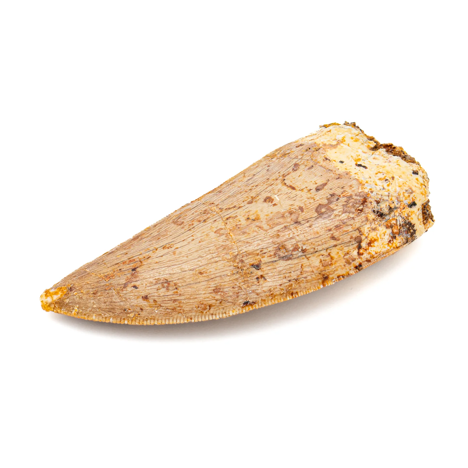 Carcharodontosaurus Tooth - SOLD 2.21" - Image 2