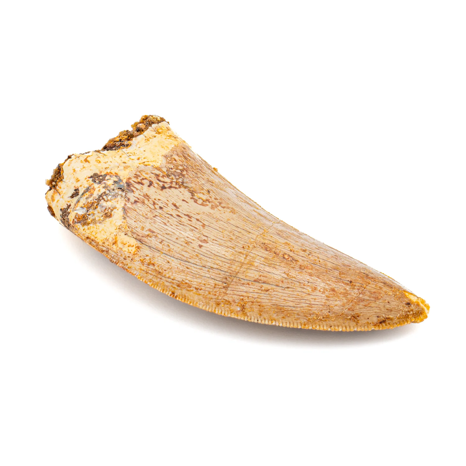 Carcharodontosaurus Tooth - SOLD 2.21" - Image 3